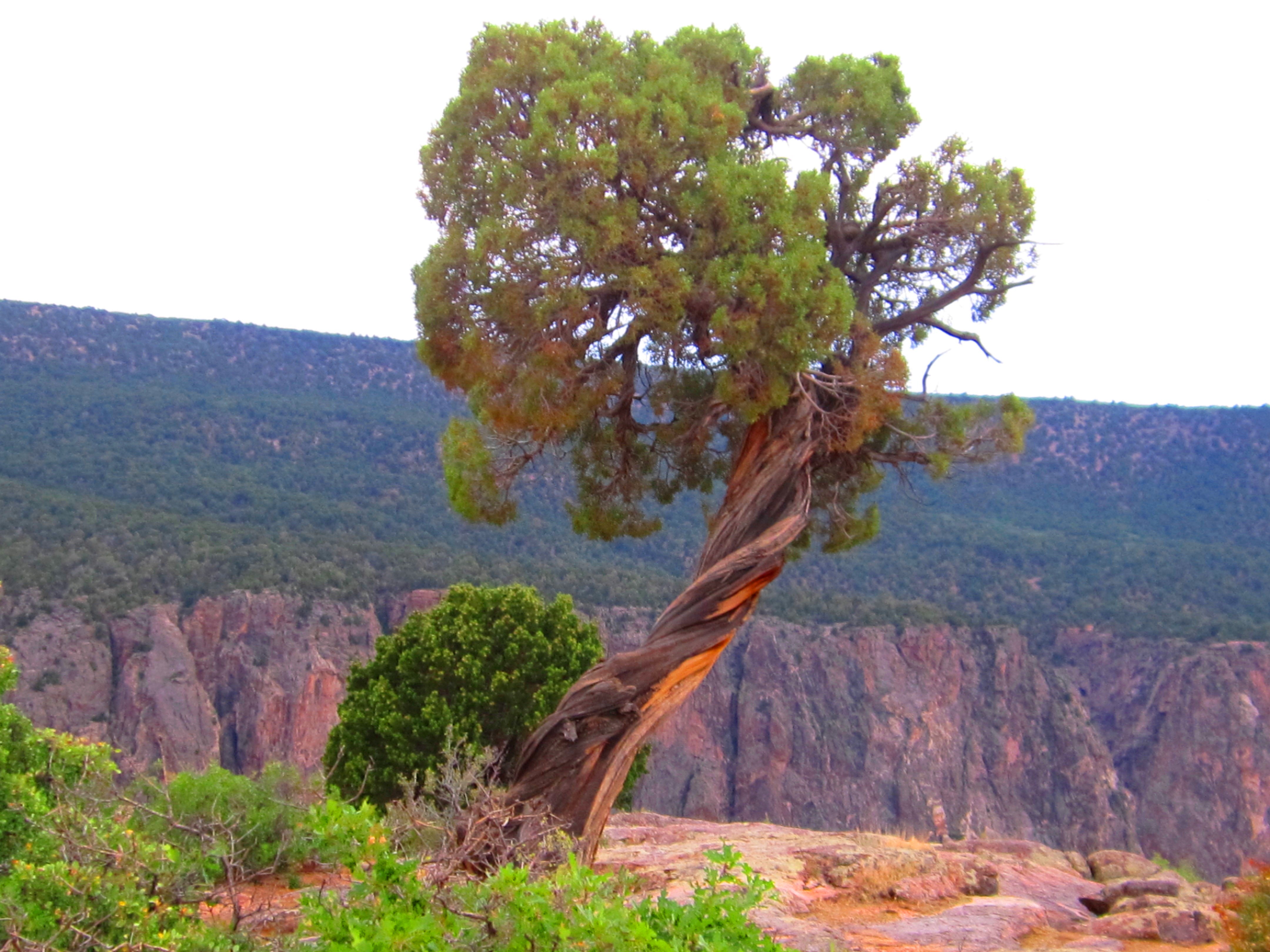 Tree at Black Canyon NP