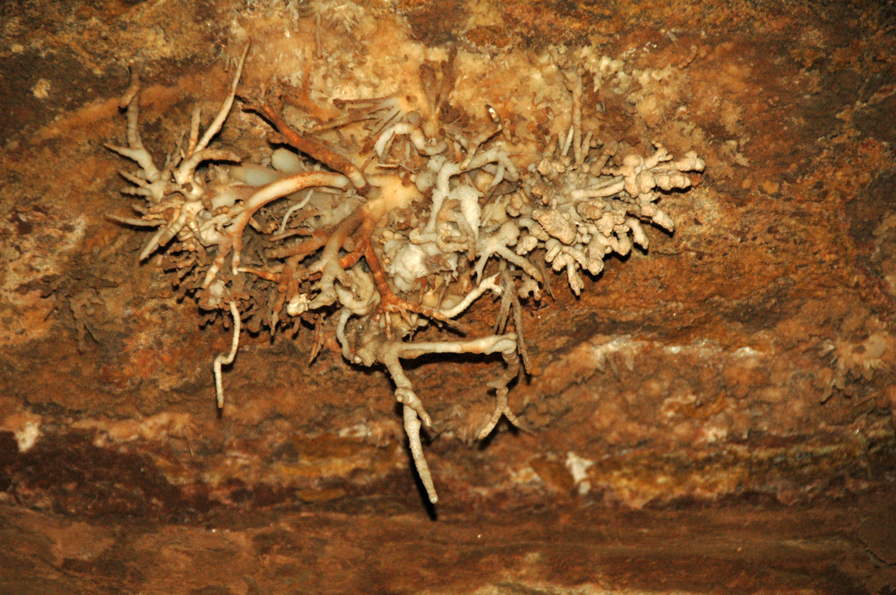 The general term for all secondary mineral deposits occurring in caves is speleothem.  Between 200 and 300 different minerals have been reported to occur in various speleothems around the world.  The most common speleothem minerals are calcite (CaCO3), aragonite (CaCO3), and gypsum (CaSO4·2H2O).  Calcitic speleothem is given the rock name travertine.
Varieties of cave travertine are named based on morphology and origin.  The most common type is dripstone, which includes stalactites, stalagmites, and columns.  Other varieties include flowstone, knobstone (a.k.a. coralloids), helictites, shelfstone, rimstone, cave pearls, frostwork, etc.
The structures shown above are helictites - principally antler helictites, but some vermiform helictites are also present.  Helictites are irregularly twisted speleothem structures formed by precipitation of minerals (in this case, calcite) from seeping water that moves by capillary action and hydrostatic pressure.

Locality: Cave of the Winds, north of the town of Manitou Springs, central Colorado, USA