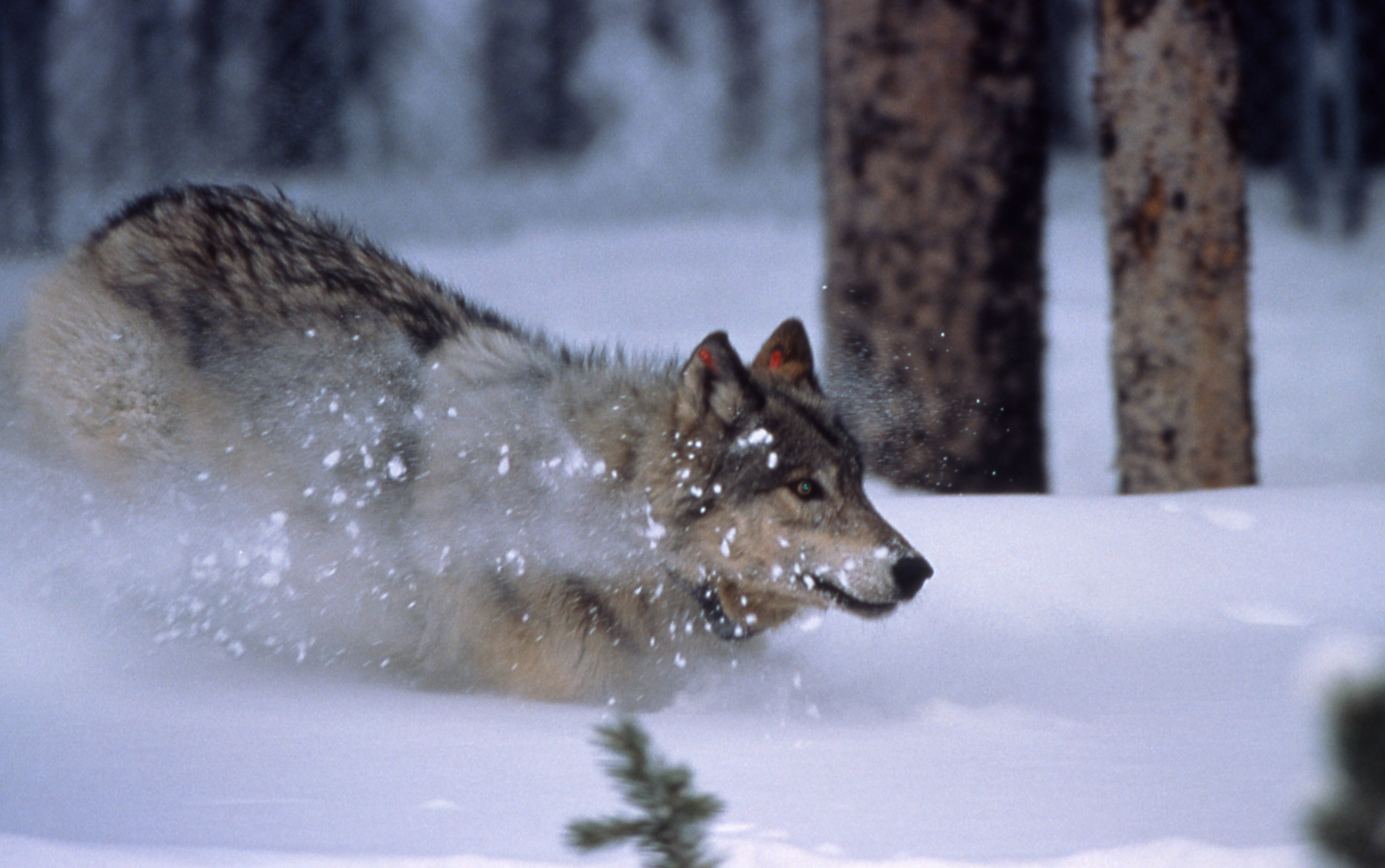 Yellowstone wolf running in snow in Crystal Creek pen (Original text: A newly released and collared wolf in Yellowstone National Park crashes through the snow.)