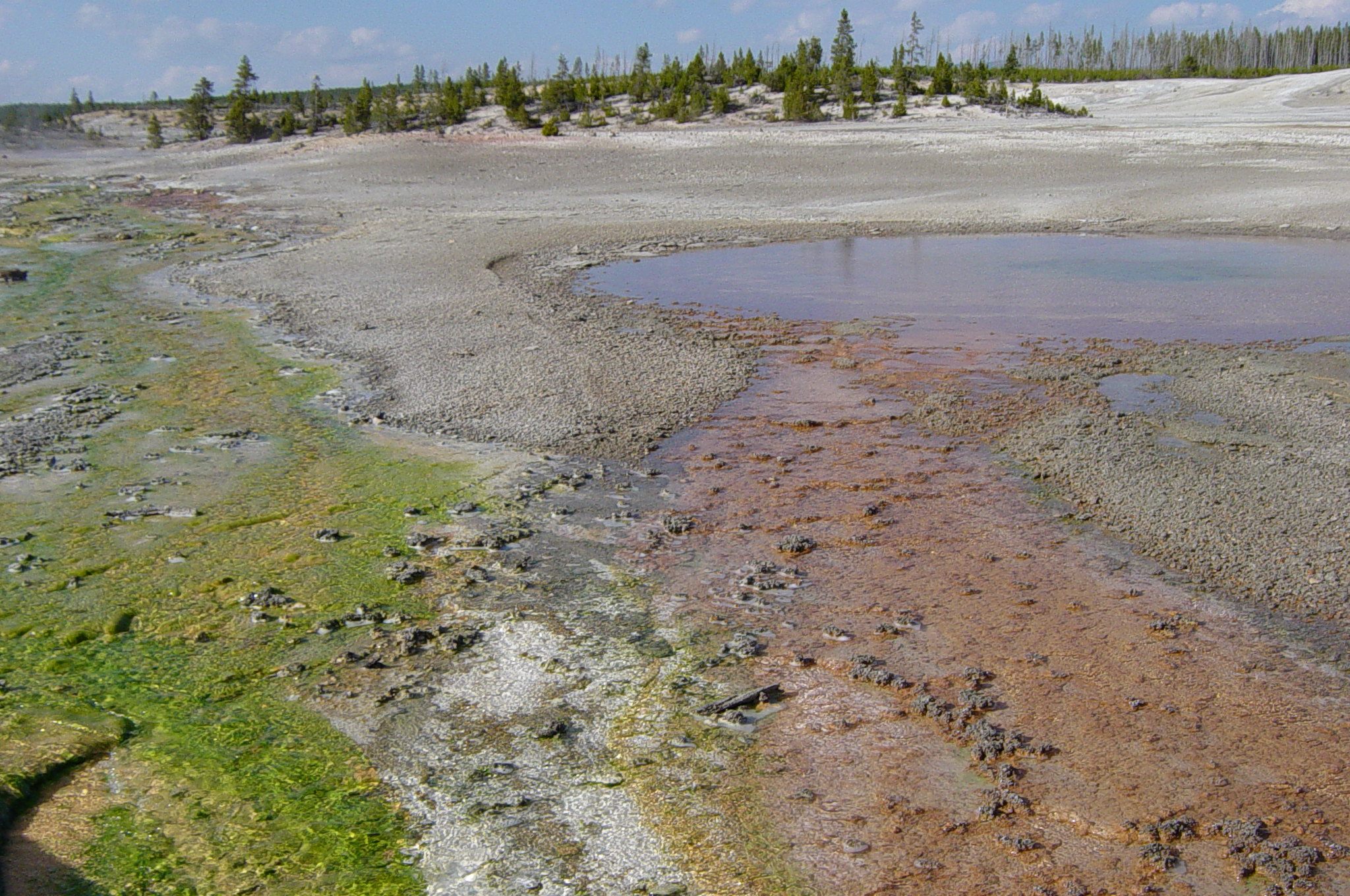 Norris Geyser Basin in the Yellowstone area – algae on left, bacteria on right