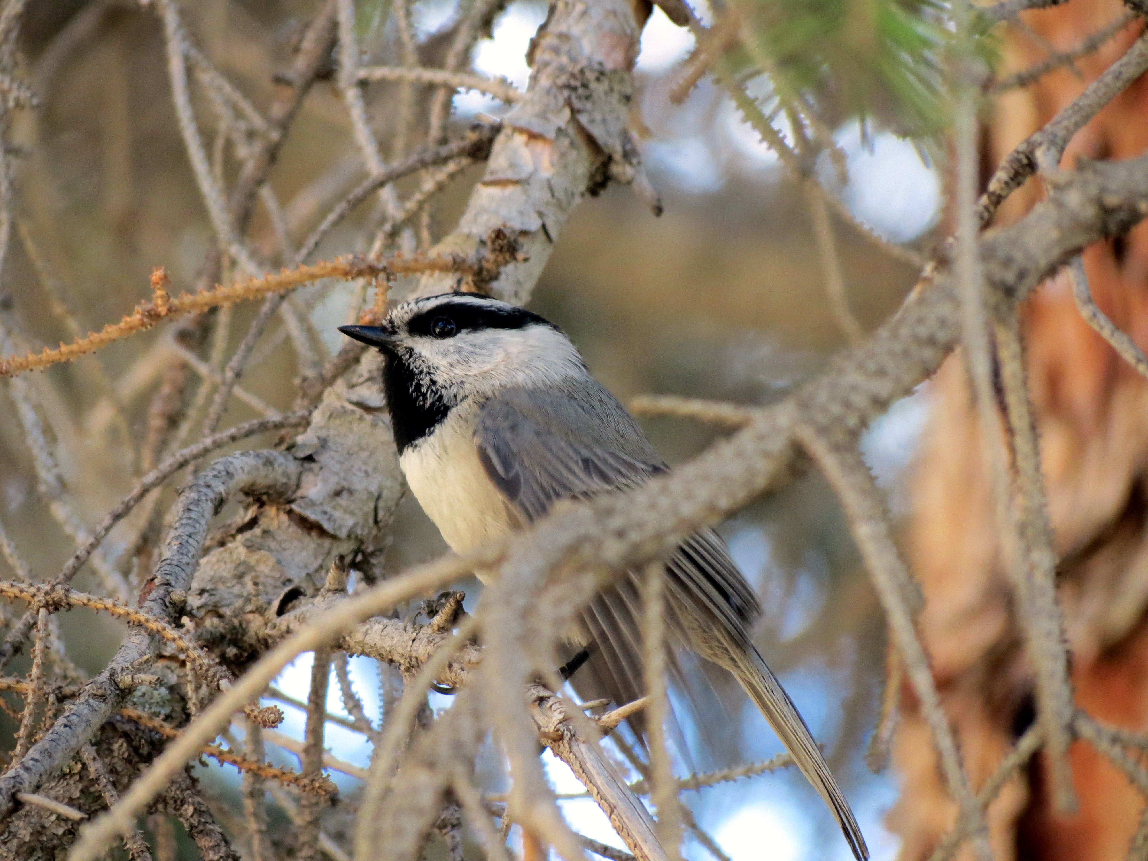 Poecile gambeli gambeli, Rocky Mountain NP, Larimer County, Colorado