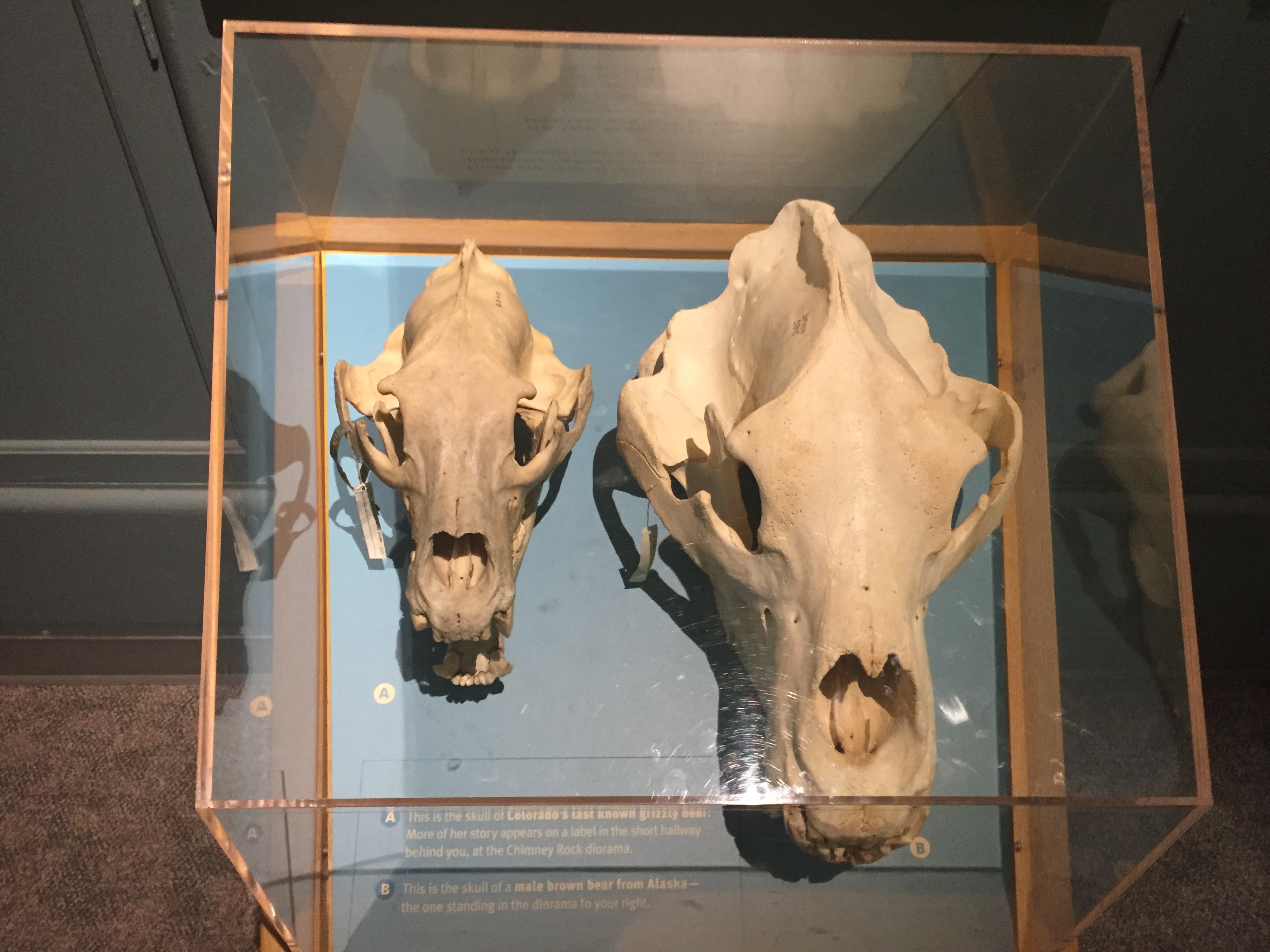 Comparison of Colorado and Alaska Grizzly Bear Skulls, Denver Museum of Nature and Science. The Left skull is from Colorado's last known Grizzly Bear, killed in Self-Defence in the San Juan Mountains in 1979. The Right skull belongs to one of the two Alaskan Brown Bears located in the Unimak Island diorama, which the skulls are located next to.