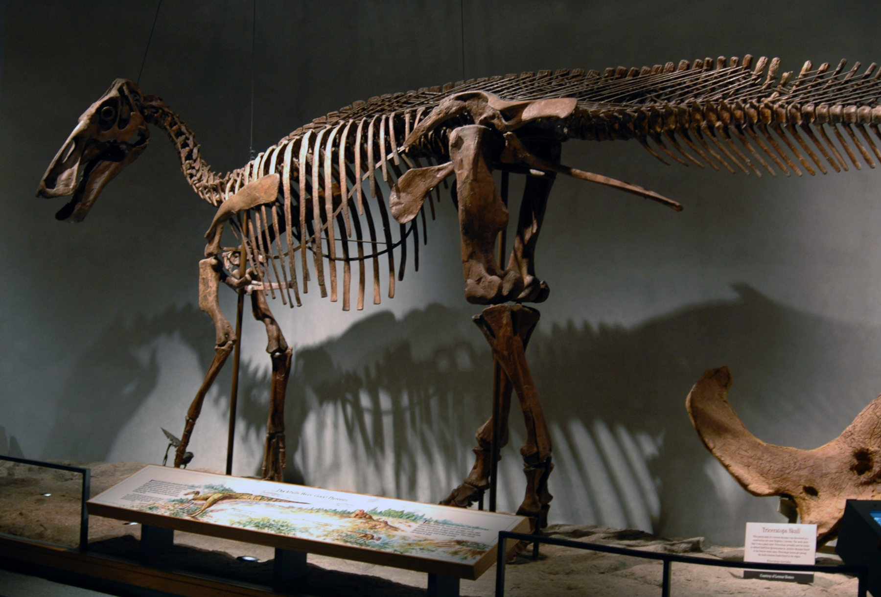 Fossil skeleton of Edmontosaurus with evidence of a Tyrannosaurus bite on the tail. Photograph taken at the Denver Museum of Nature and Science in 2007.