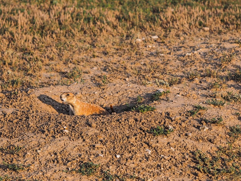 A Prairie Dog; part of the extensive colony located in Wind Cave National Park.