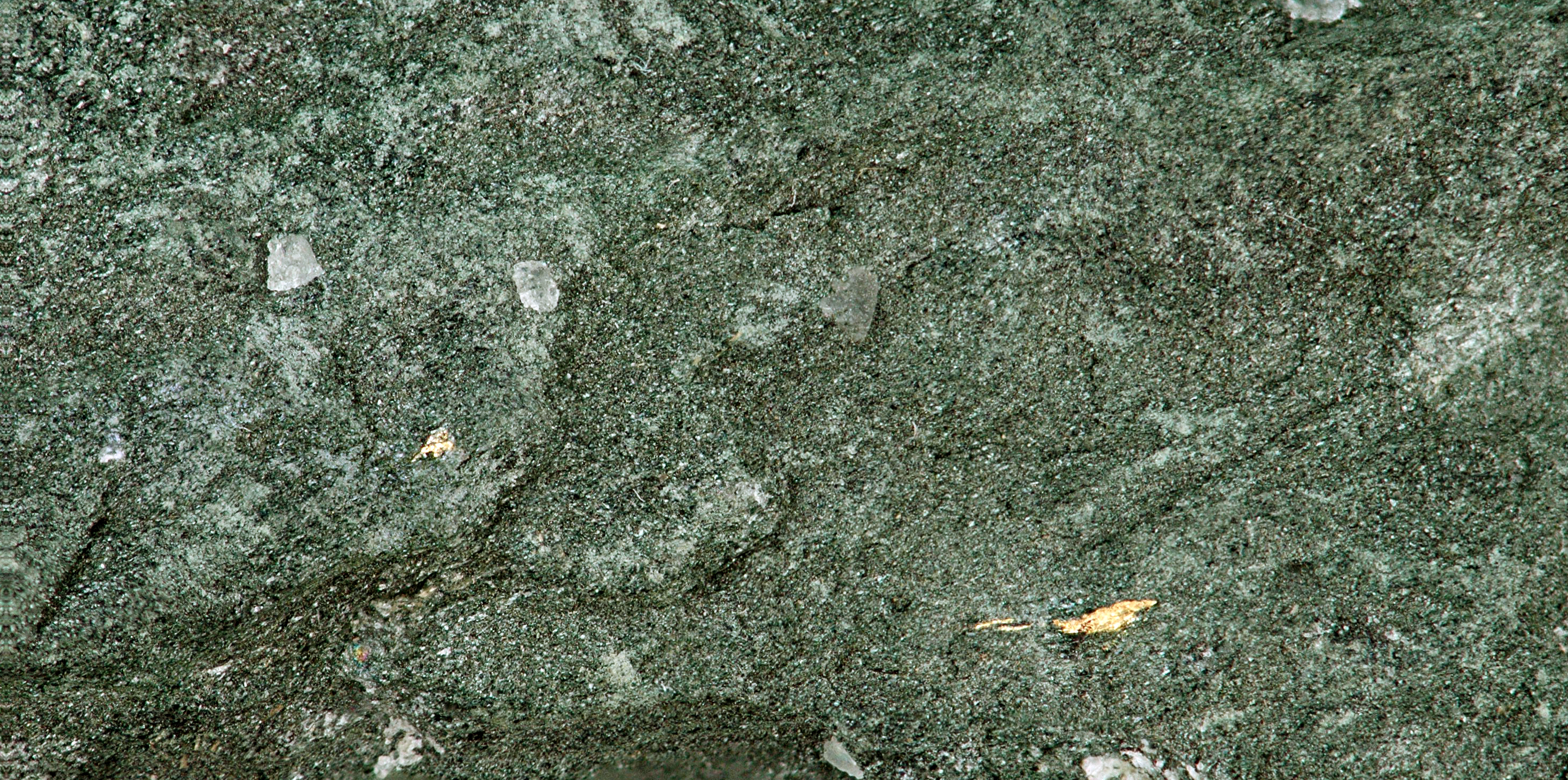 Auriferous greenschist (field of view ~3.0 cm across) from the Homestake Mine, town of Lead, northern Black Hills, western South Dakota, USA.  Some small blebs of native gold (Au) are visible.
The largest gold mine in the Americas was the long-lived Homestake Mine in the town of Lead (pronounced “Leed”), South Dakota, USA.  Located in the Lead Window of the northern Black Hills Uplift in western South Dakota, the Homestake Mine produced about 40 million ounces of gold.  The gold at Homestake is almost exclusively confined to the Homestake Formation, a Paleoproterozoic (~1.9-2.0 billion years) sedimentary unit that originally consisted of interbedded Mg-rich siderite iron formation and marlstones.

The Homestake Formation has been strongly deformed &amp; multiply metamorphosed, and many of the original rocks were converted to greenschists (cummingtonite schists).  The gold has been interpreted as having been originally deposited with the iron formation sediments by seafloor volcanogenic exahalative processes.  Slight metamorphic gold mobilization and tight structural folding has resulted in the formation of auriferous greenschist pods along fold axes.
