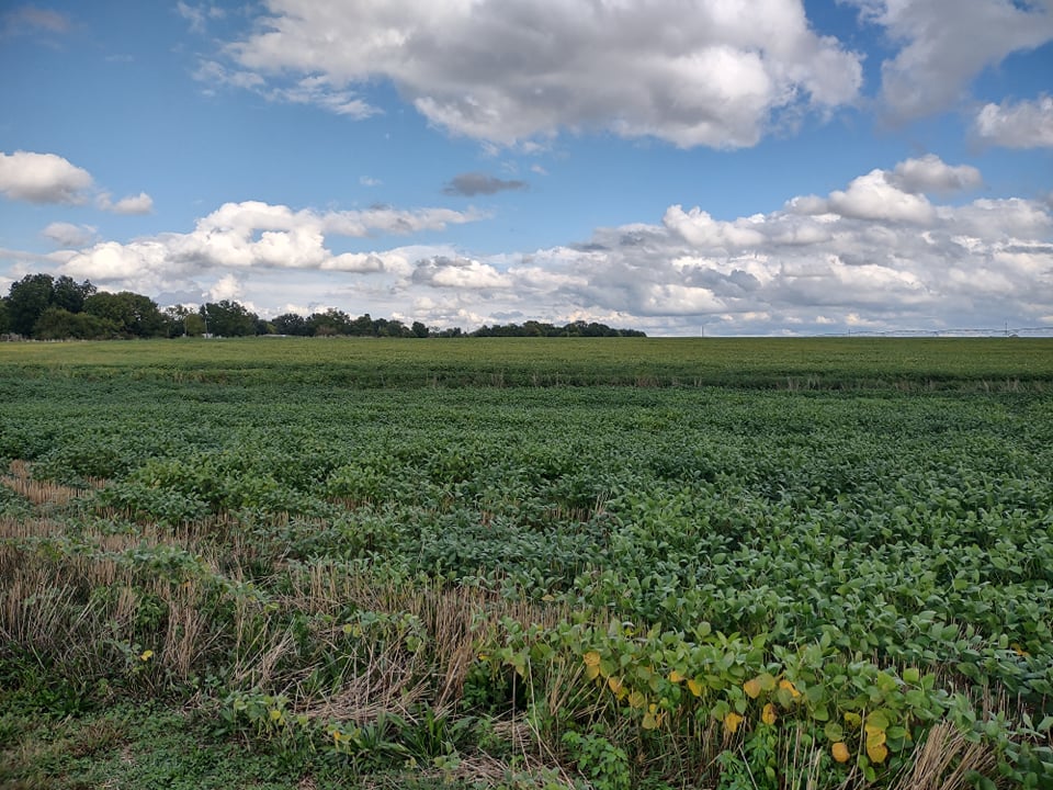 This is a field south of Newtonia, Missouri, near where the Second Battle of Newtonia was fought