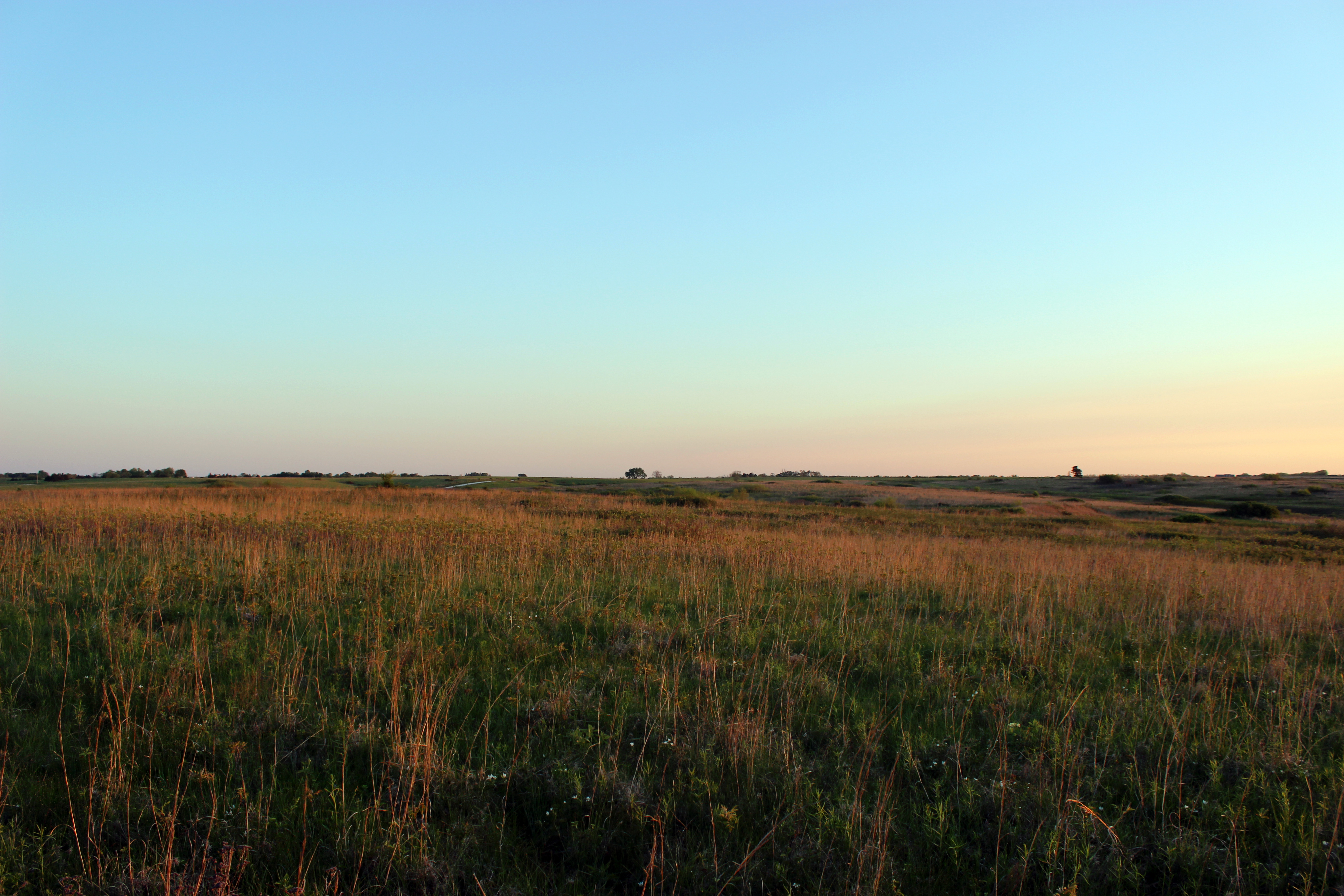 Cole Camp, Missouri is known for its tall grass prairies where cattle graze like bison did centuries ago. This management tool is used throughout the Cole Camp Prairies Conservation Opportunity Area is funded through a Wildlife Restoration Grant with the Service and Missouri Department of Conservation. 


Photo by Jessica Piispanen/USFWS