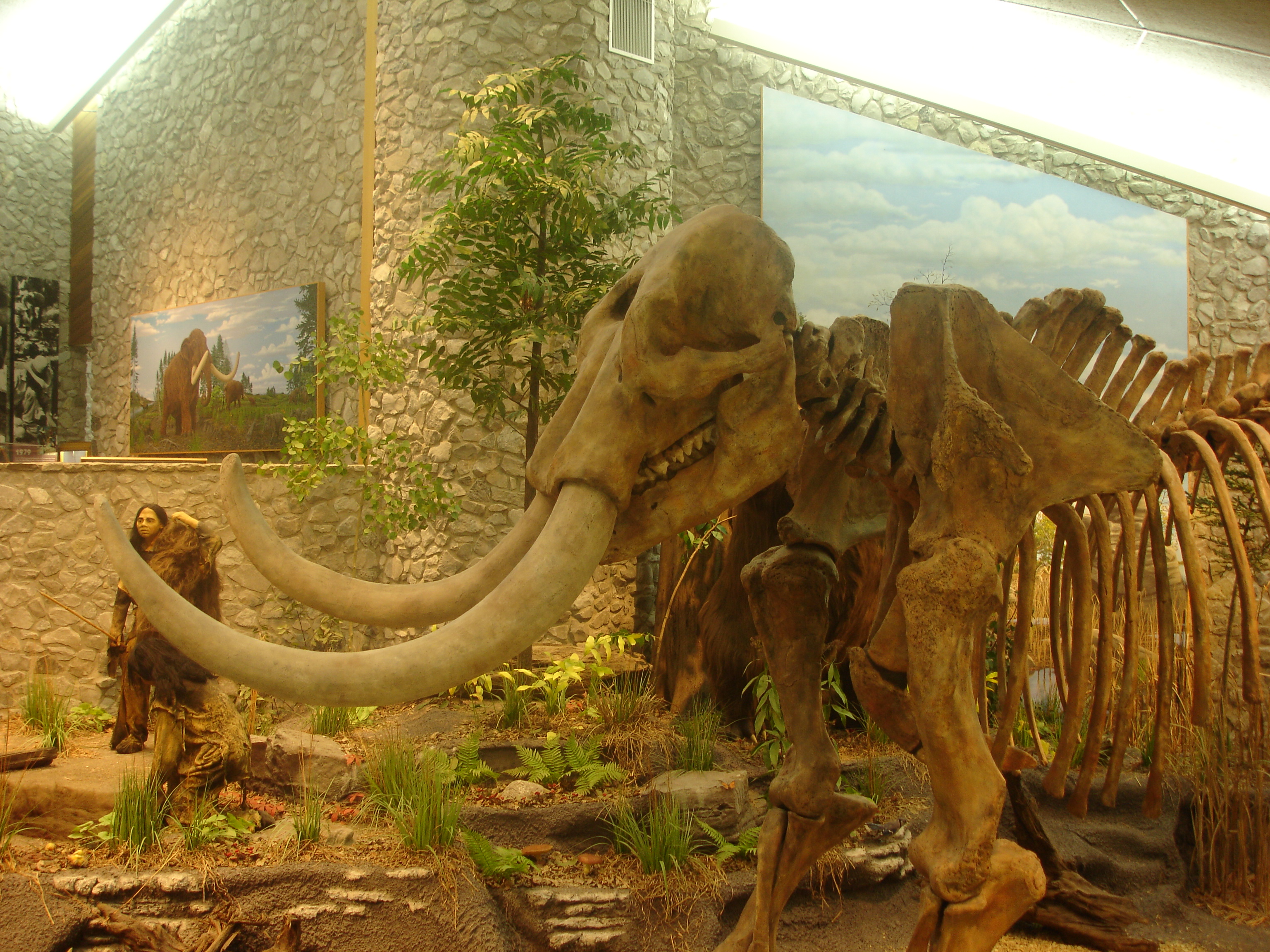 A mastodon skeleton on display in the museum at the Mastodon States Historical Site in Missouri






This is an image of a place or building that is listed on the National Register of Historic Places in the United States of America. Its reference number is 80002371 (Wikidata).