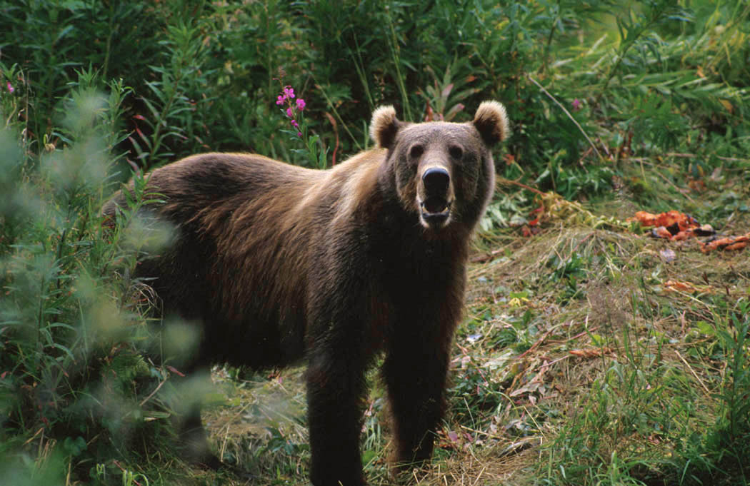 Kodiak Brown Bear (Ursus arctos middendorffi)