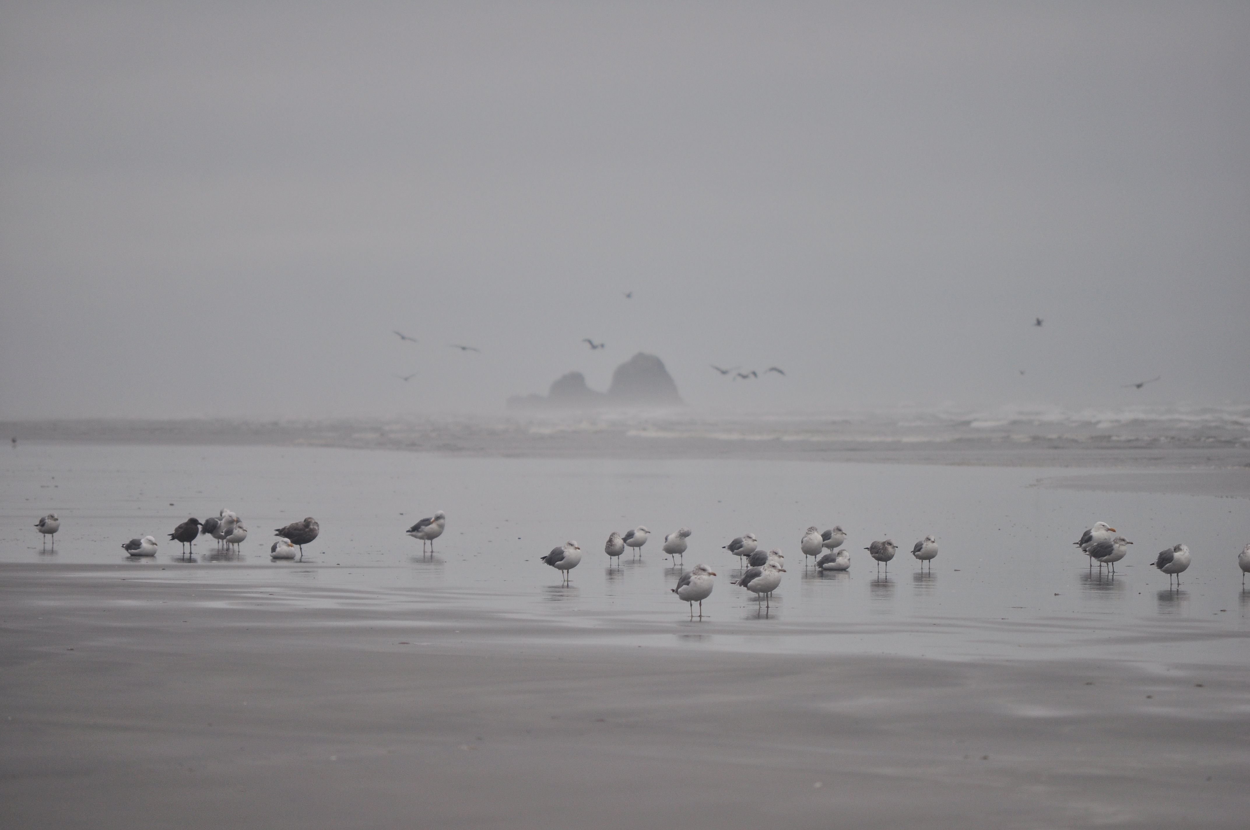 Copalis Rock near the southern tip of the Copalis National Wildlife Refuge on the Pacific Ocean coast of Washington, from Roosevelt Beach, Washington. Mixed flock of American Herring Gulls, Ring-billed Gulls, and Western Gulls in foreground.