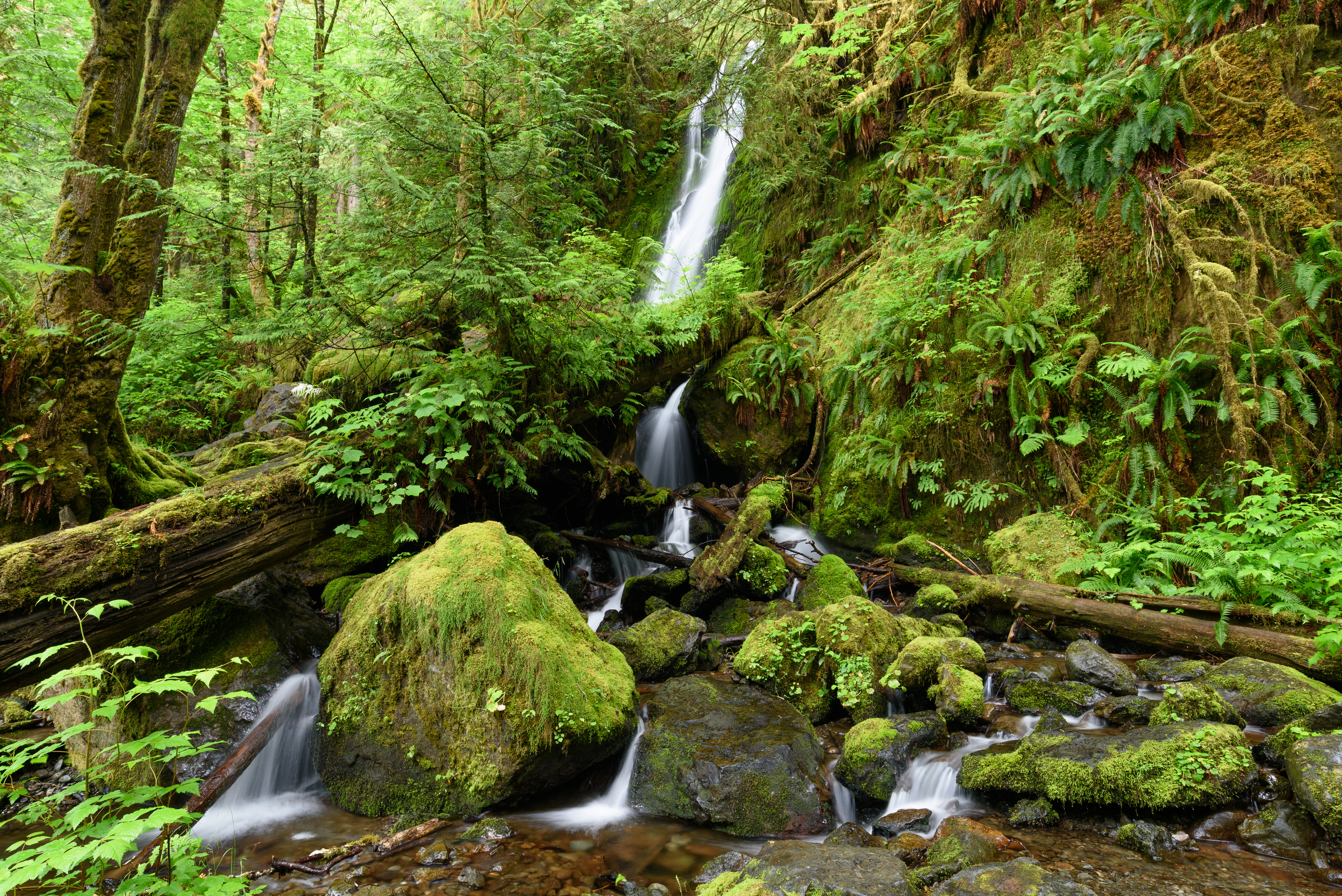 Merriman Falls, Quinault Rain Forest, Quinault, Washington.