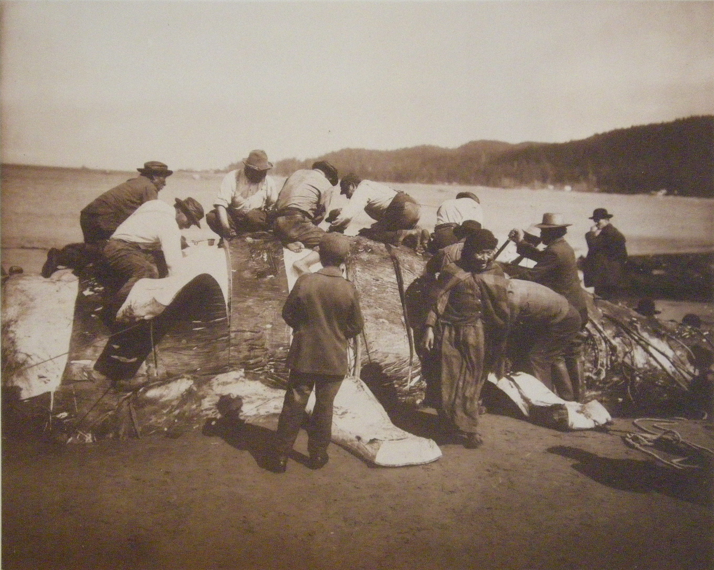"Indian Whalers Stripping Their Prey at Neah Bay"; photograph of Makah Indians.