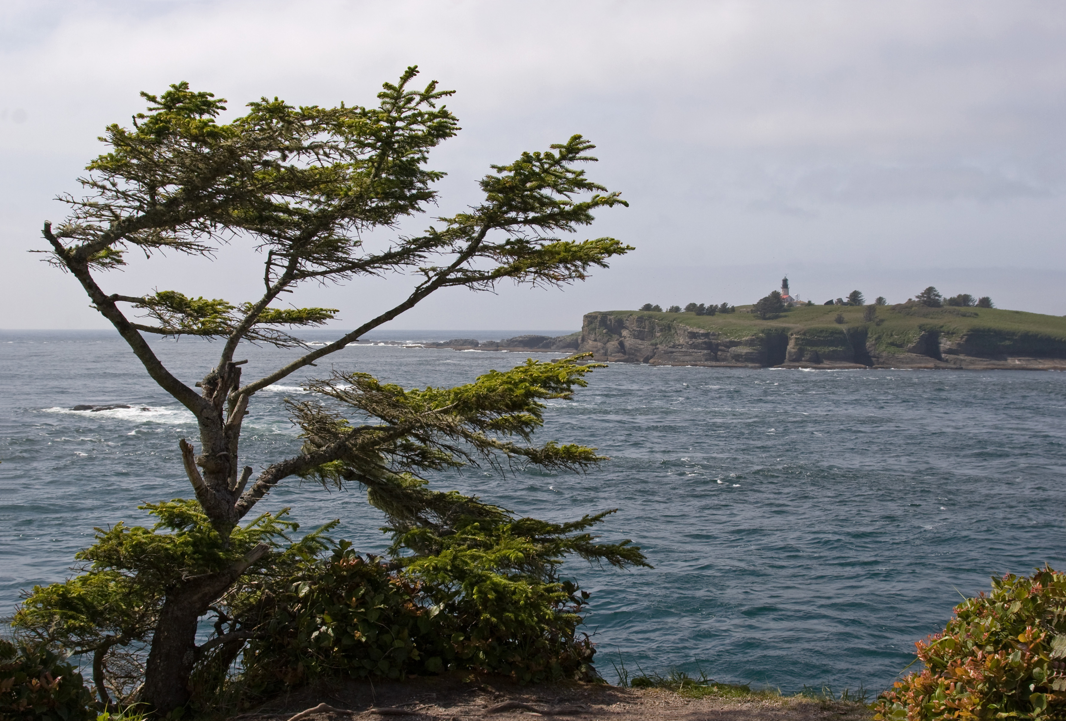 Tatoosh Island and lighthouse from Cape Flattery, with Picea sitchensis in foreground. Washington, USA.