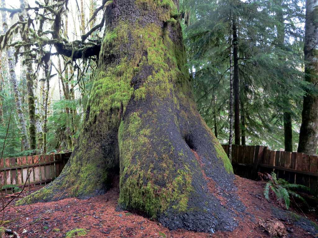 Closeup of the Harris Creek Sitka Spruce on the Pacific Marine Road between Port Renfrew and Lake Cowichan, British Columbia, Canada