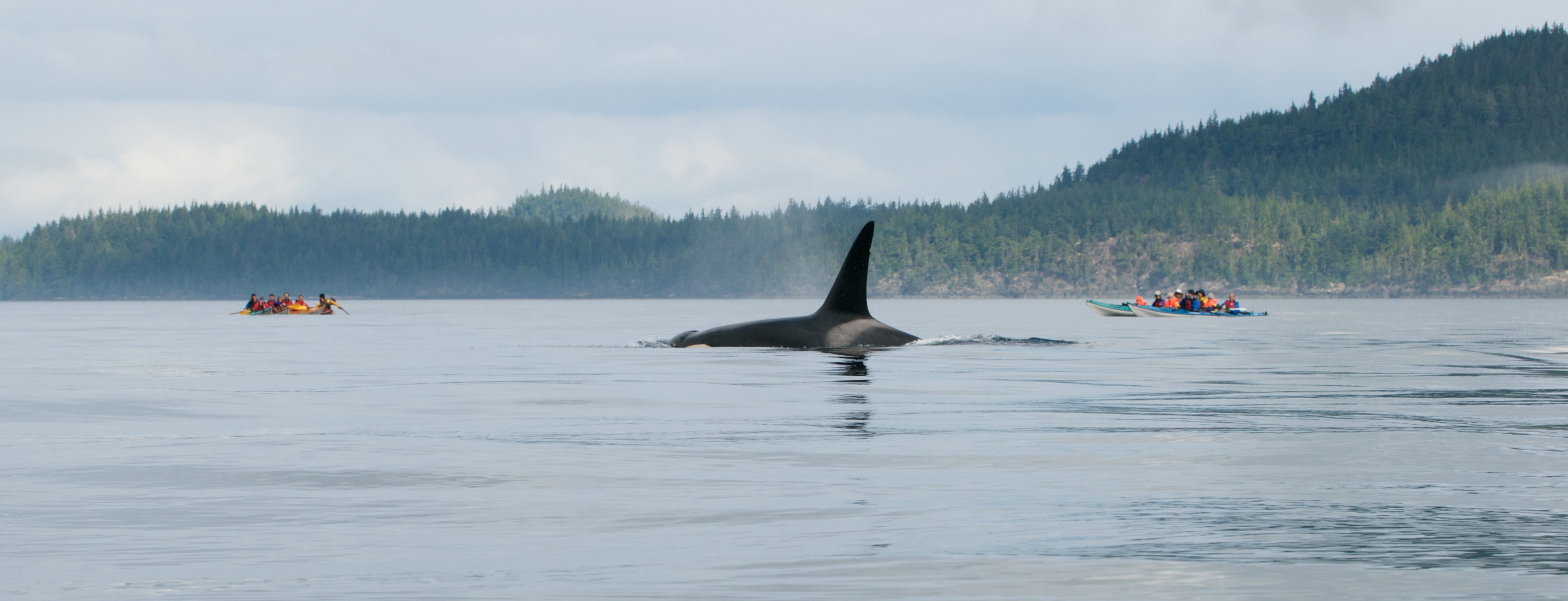 A member of the A36 Matraline in Johnstone Strait - August 2008