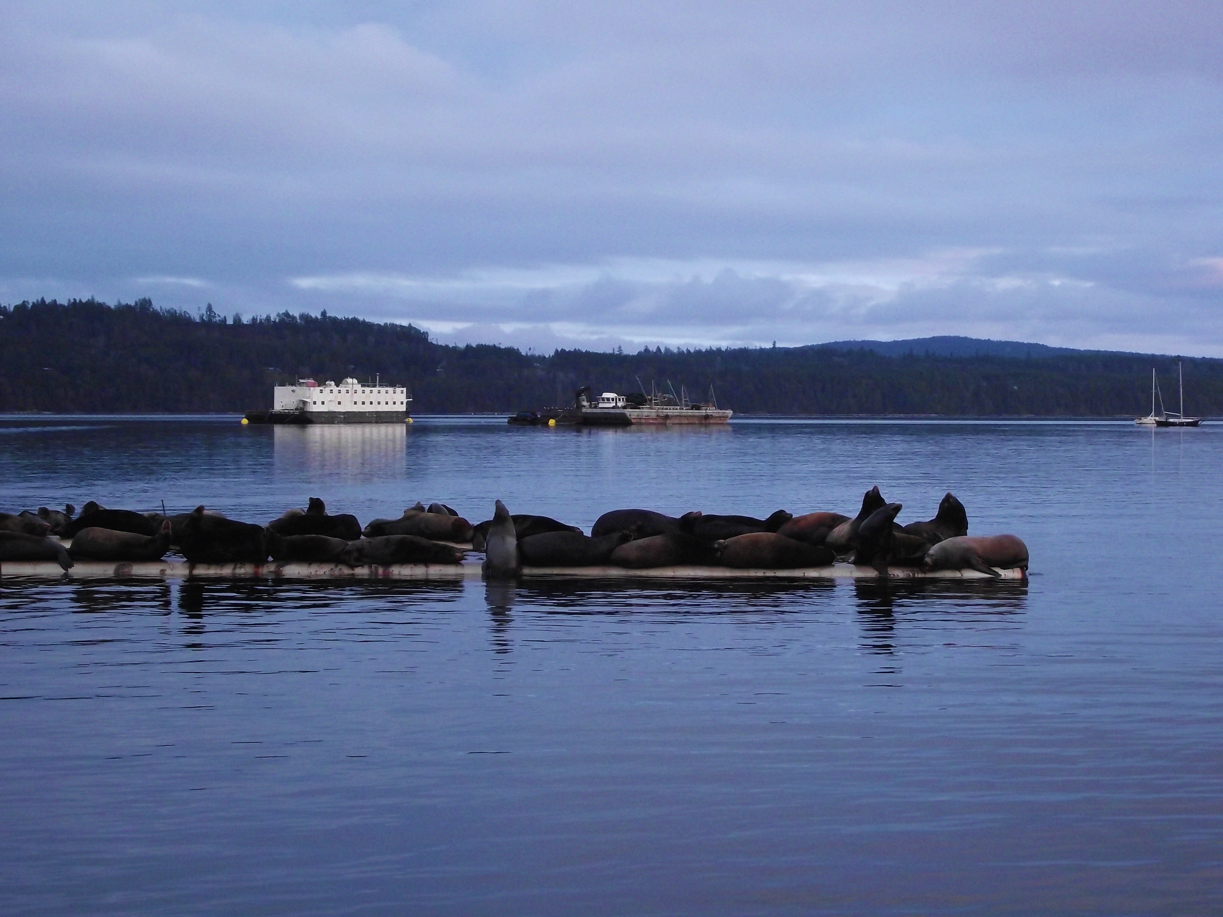Fanny Bay with oyster processor and sea lions