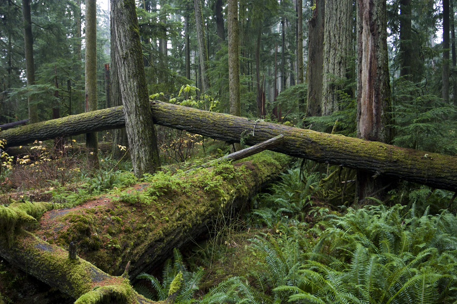 Cathedral Grove, MacMillan Provincial Park, Vancouver Isl. near Port Alberni