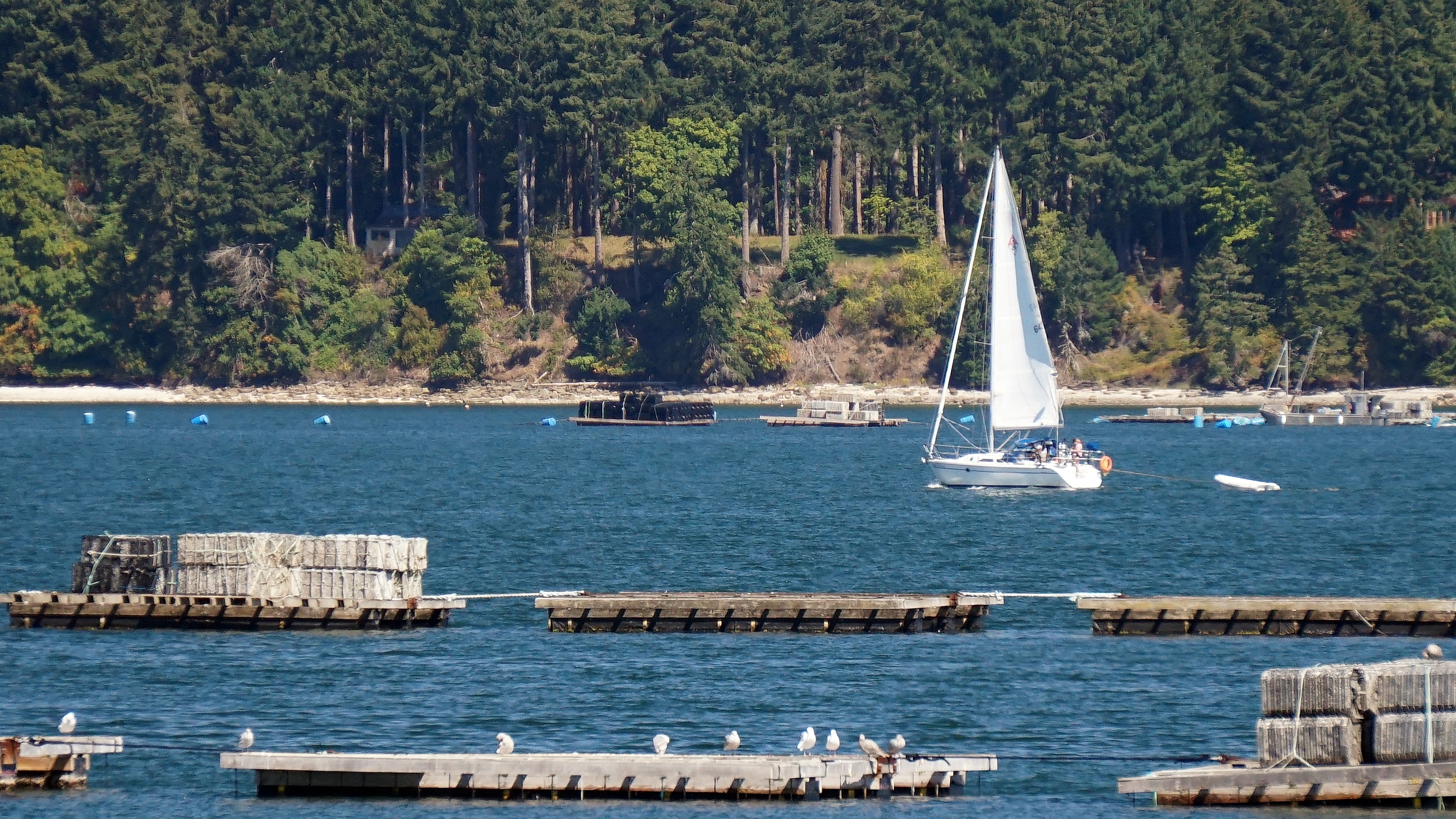 Oyster platforms at Union Bay, Vancouver Island, British Columbia, Canada