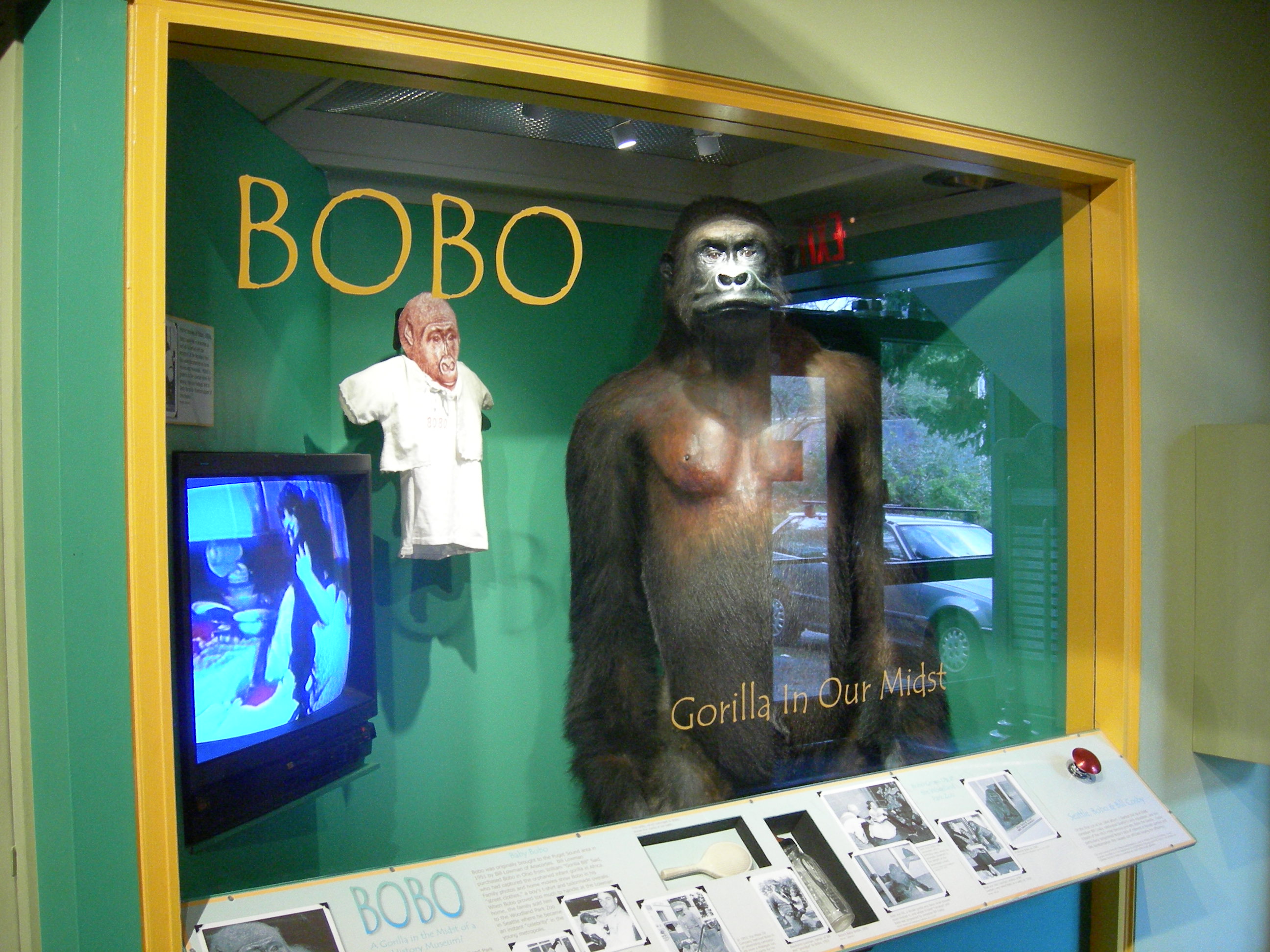 Bobo the gorilla, Museum of History and Industry (MOHAI), Seattle, Washington.