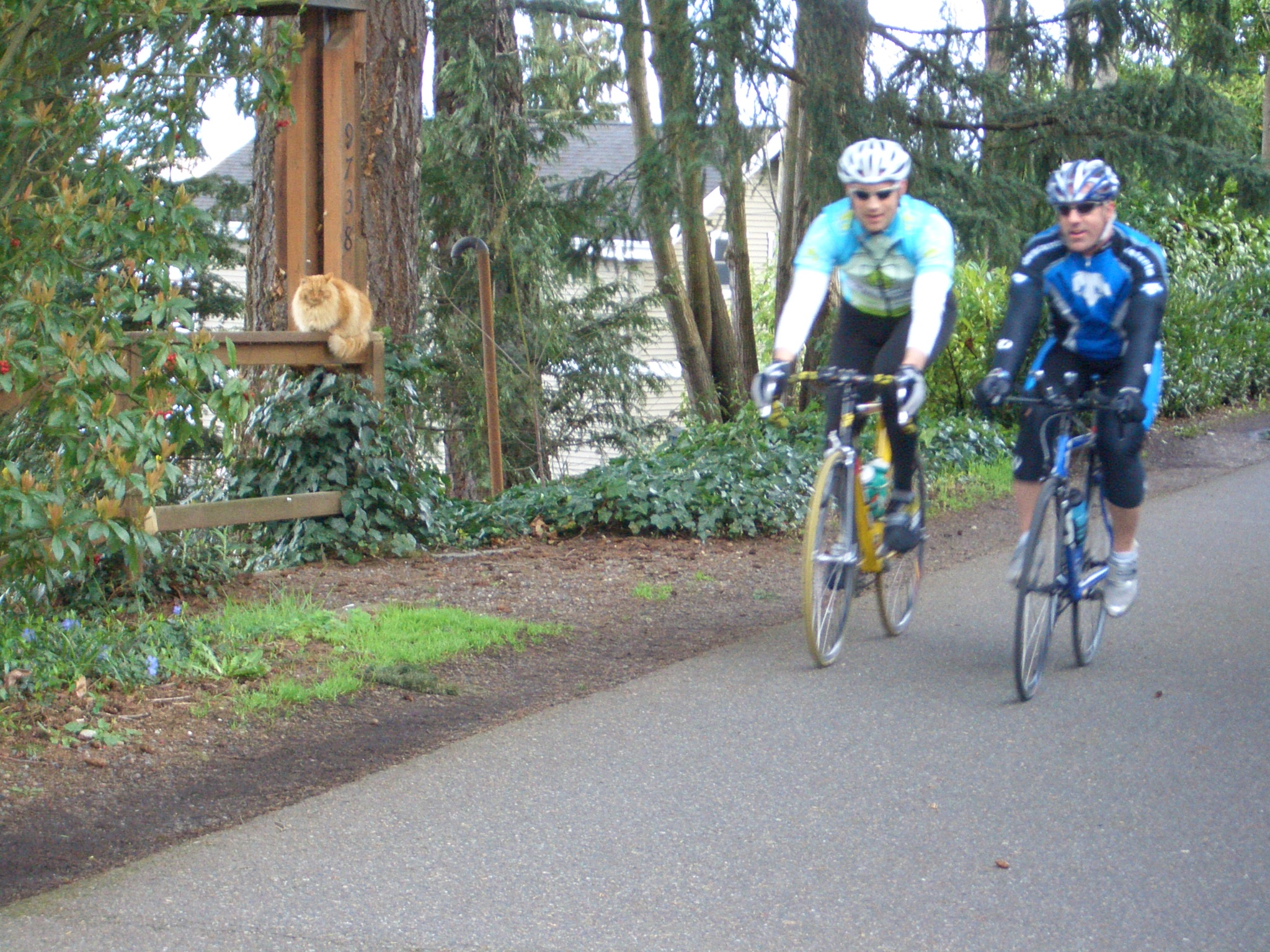 A cat watches over Lake Washington and bicyclists on Burke-Gilman Trail