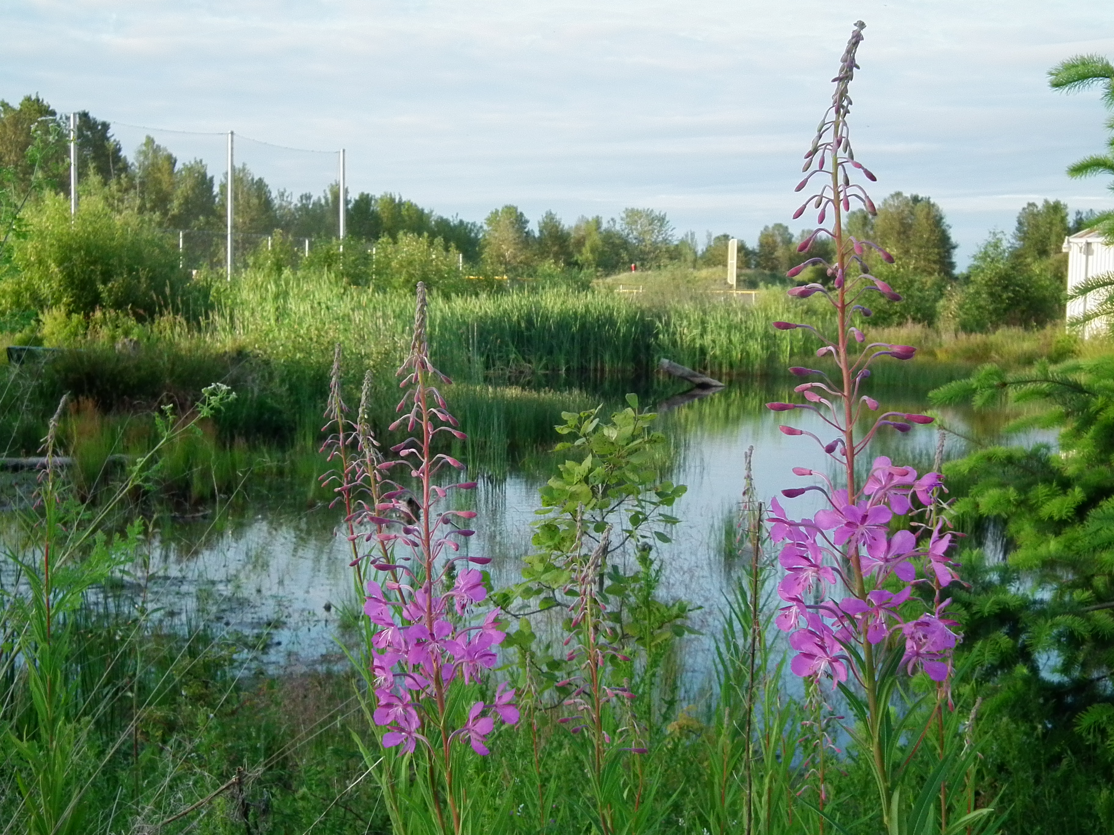 Part of a wetland restoration project in Magnuson Park, Seattle, Washington, USA.  Magnuson Park is the former location of Naval Station Puget Sound, which included runways, hangars, and other buildings.