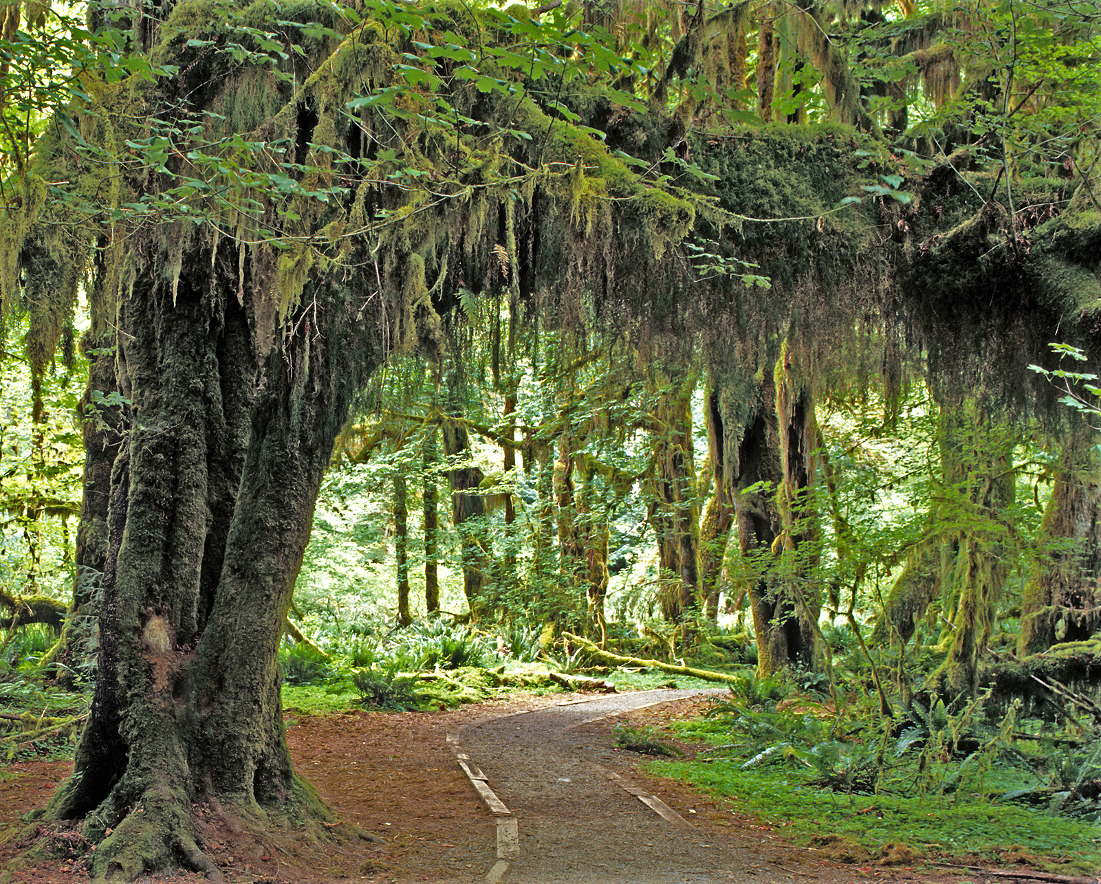 Hoh Rain Forest in the Olympic National Park, Washington State, USA.