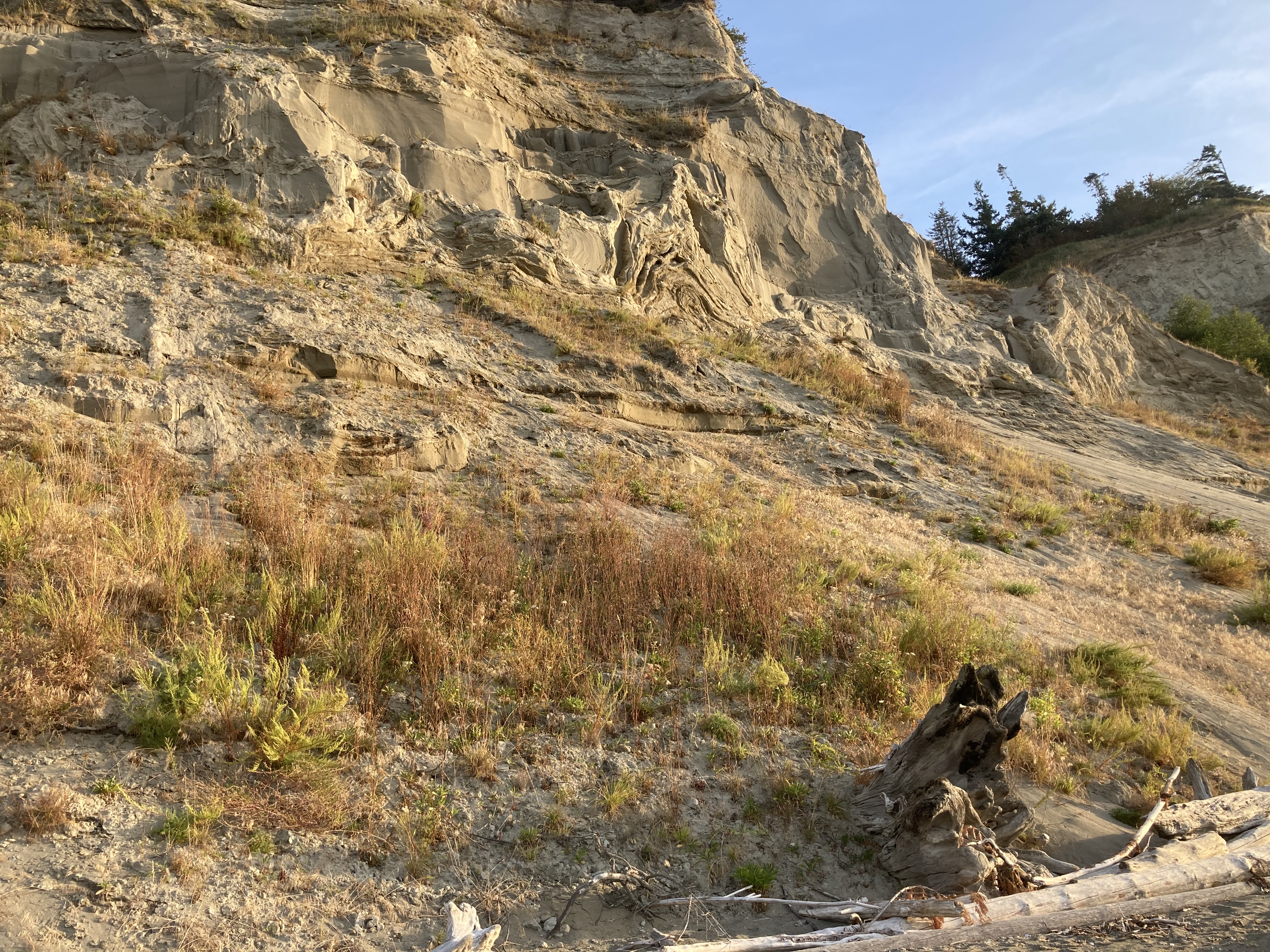 Eroding bluffs at Double Bluff Beach, Whidbey Island, Washington, USA