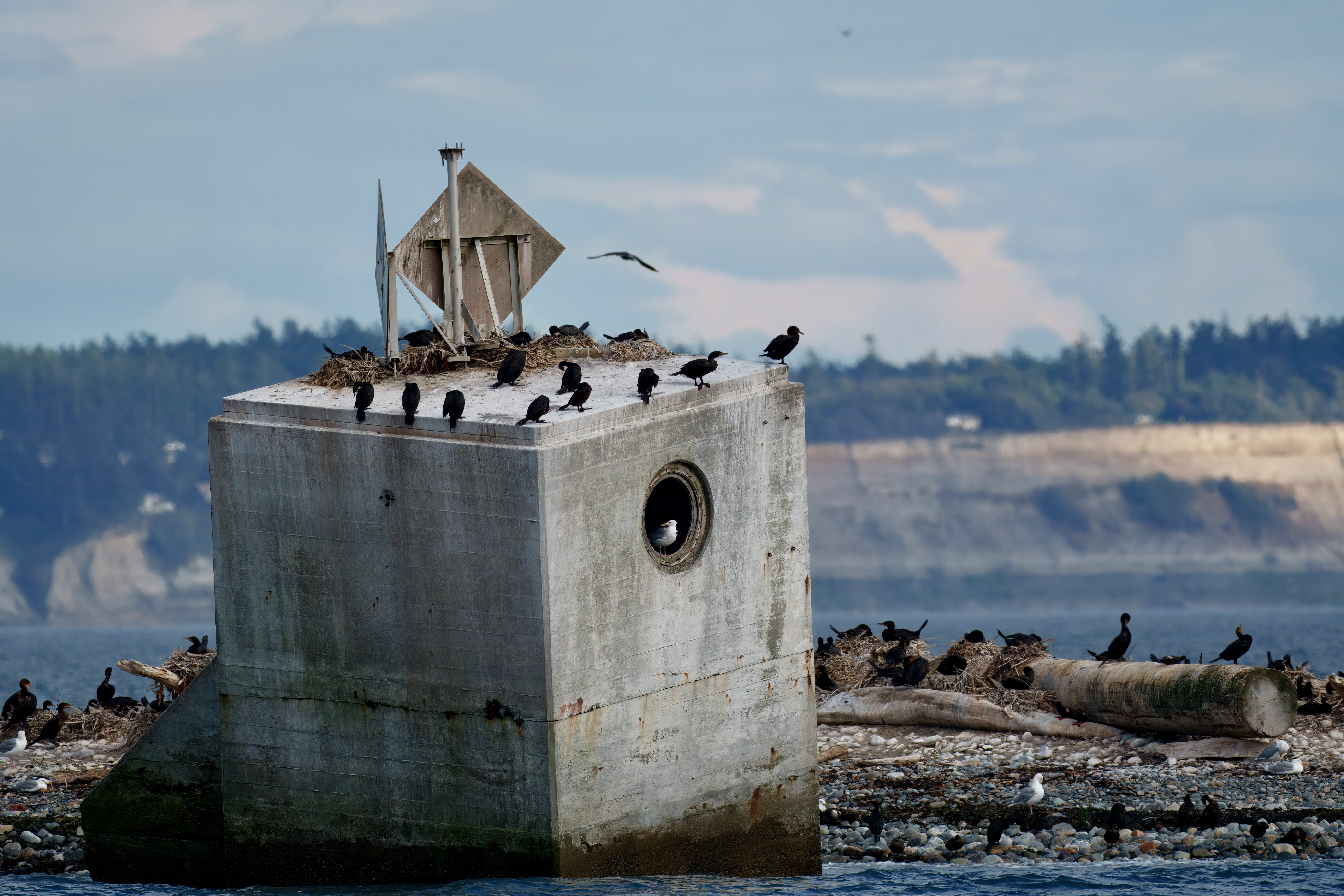 Cormorants nesting on a navigation marker on Minor Island, near Skagit Bay, Washington.