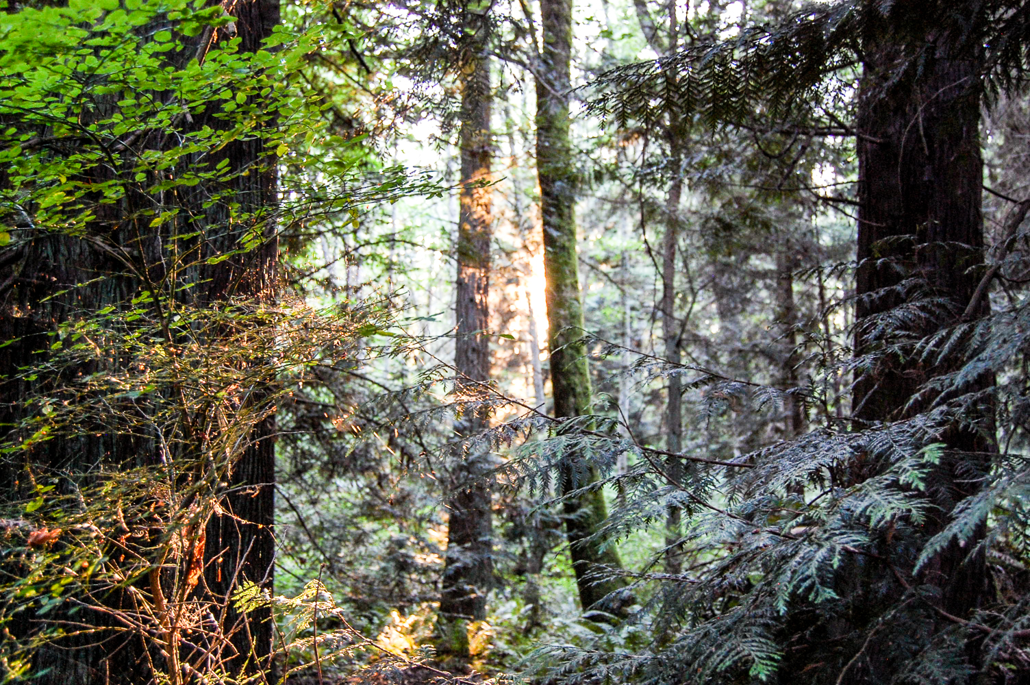 Photo of Japanese Gulch at sunset