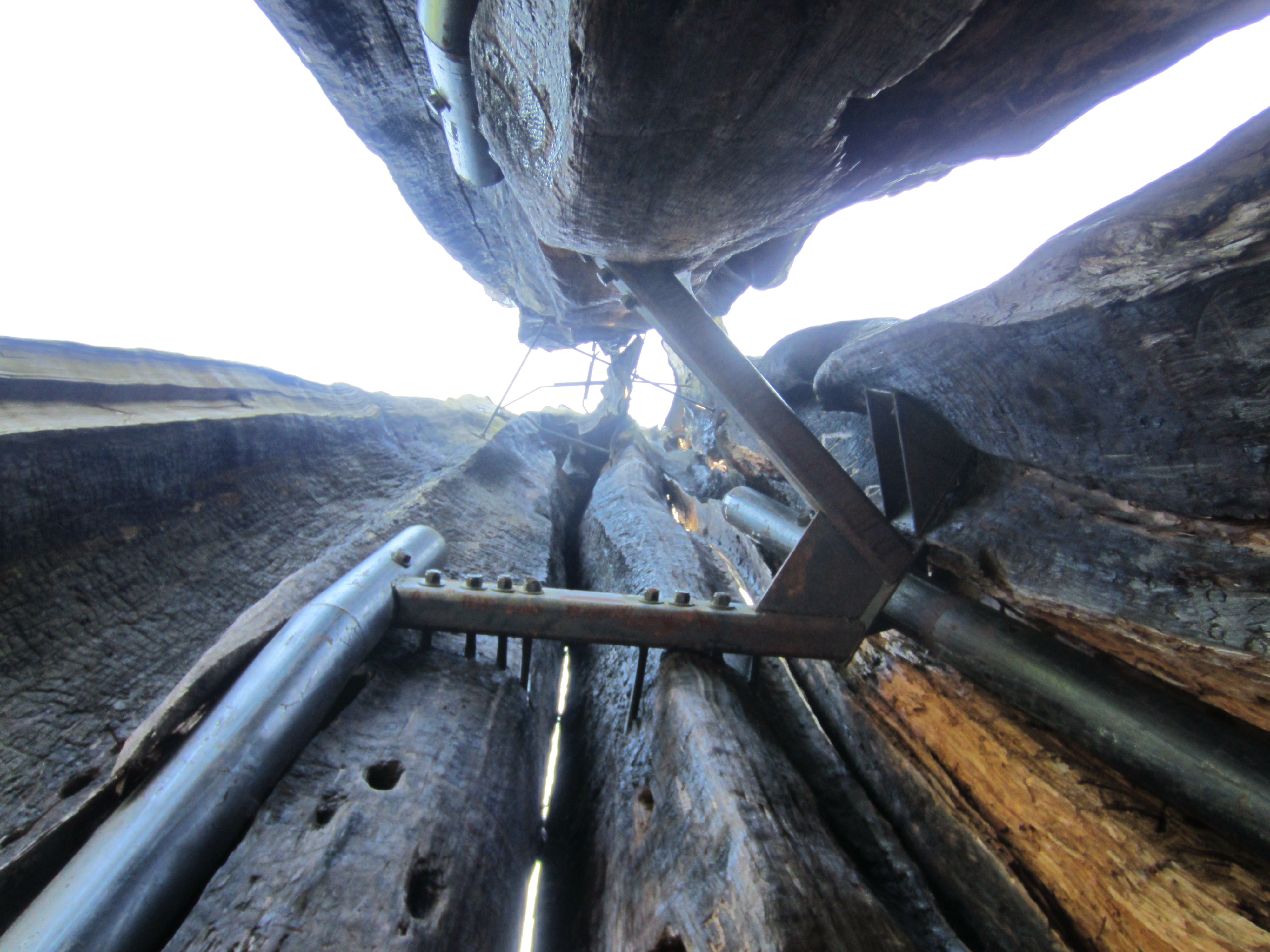 Hollow Tree, Stanley Park, Vancouver, British Columbia (2013)