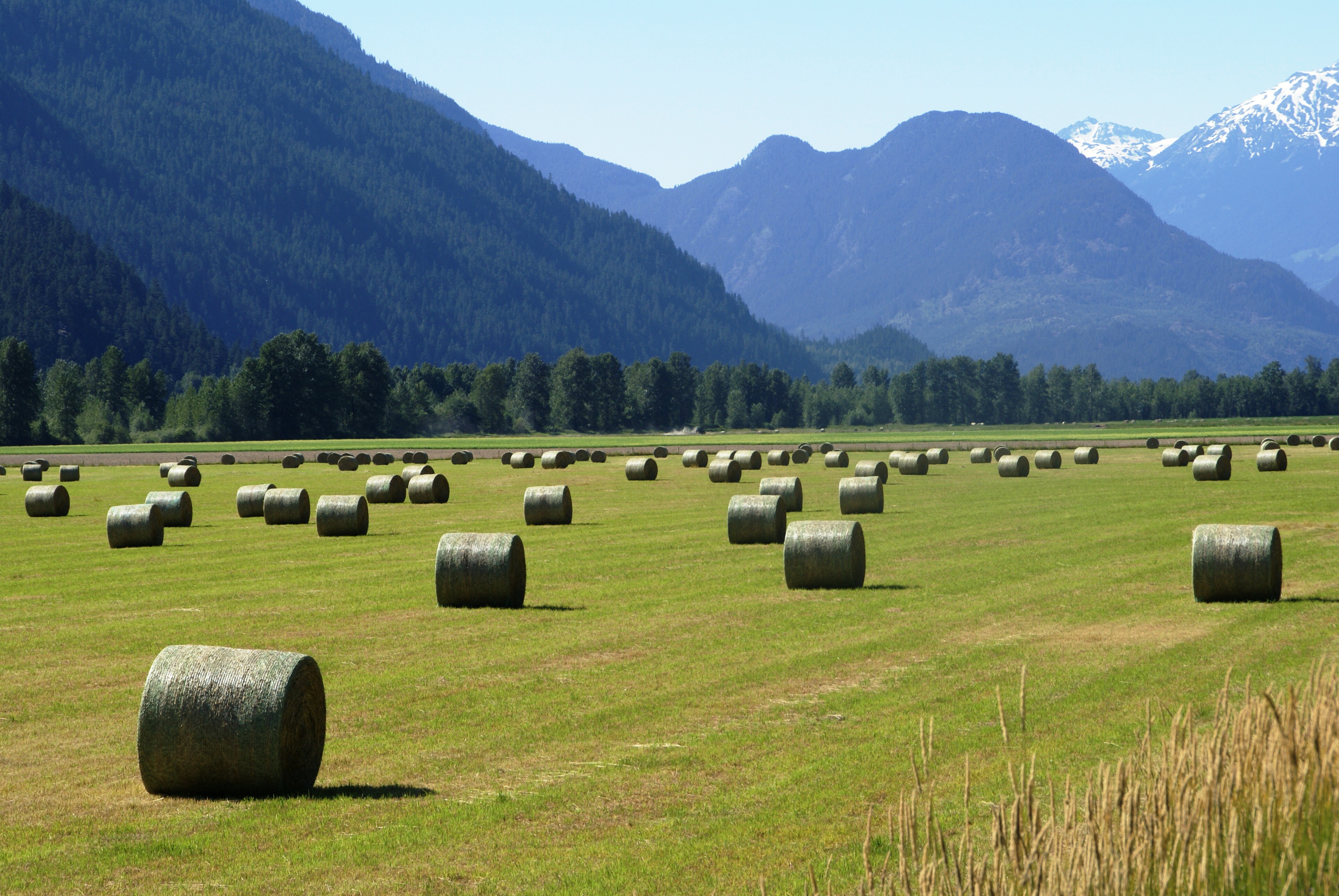 A field of haybales in a sunny field in beautiful Pemberton, BC