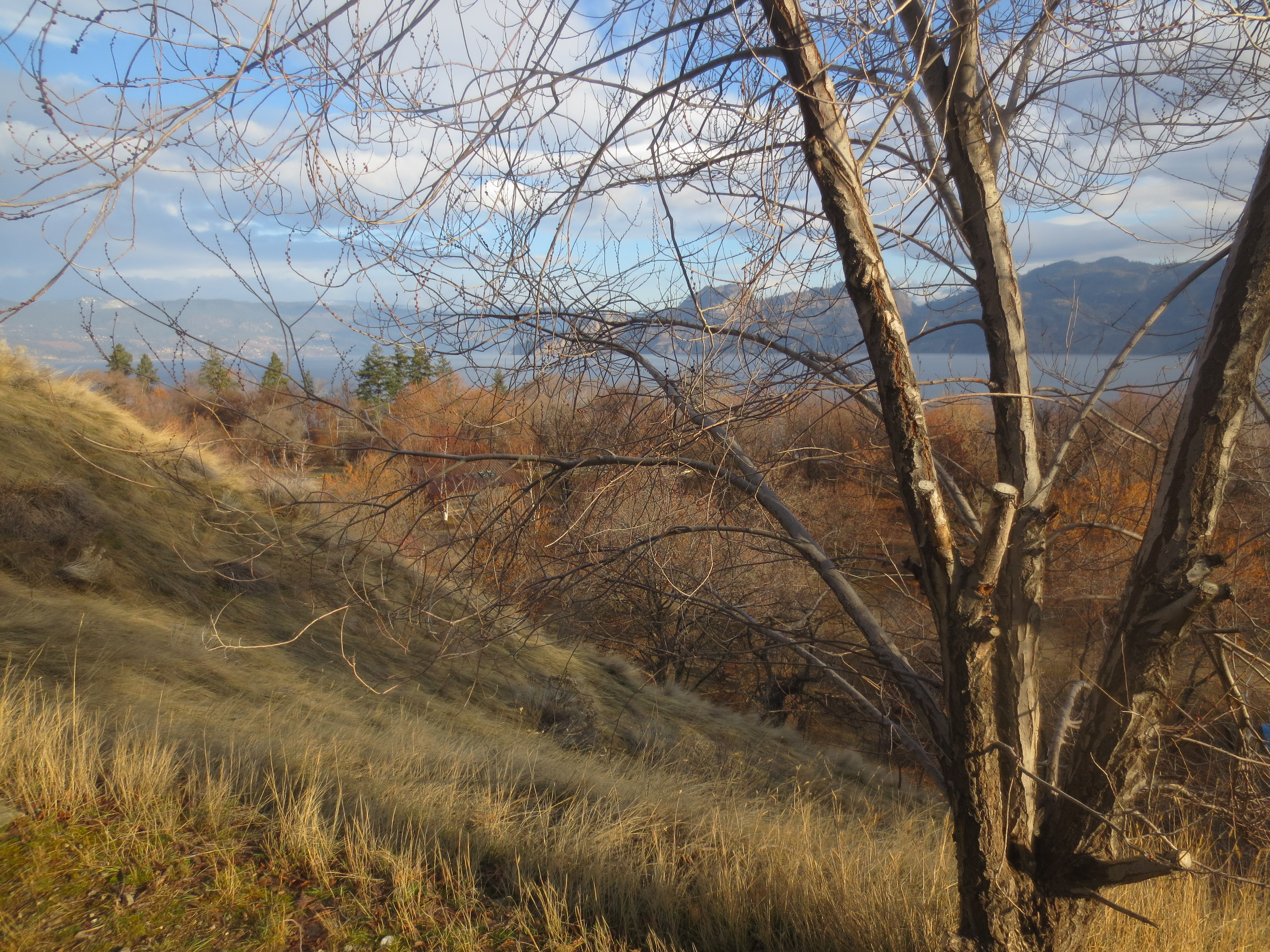 Winter Morning at Okanagan Lake Provincial Park