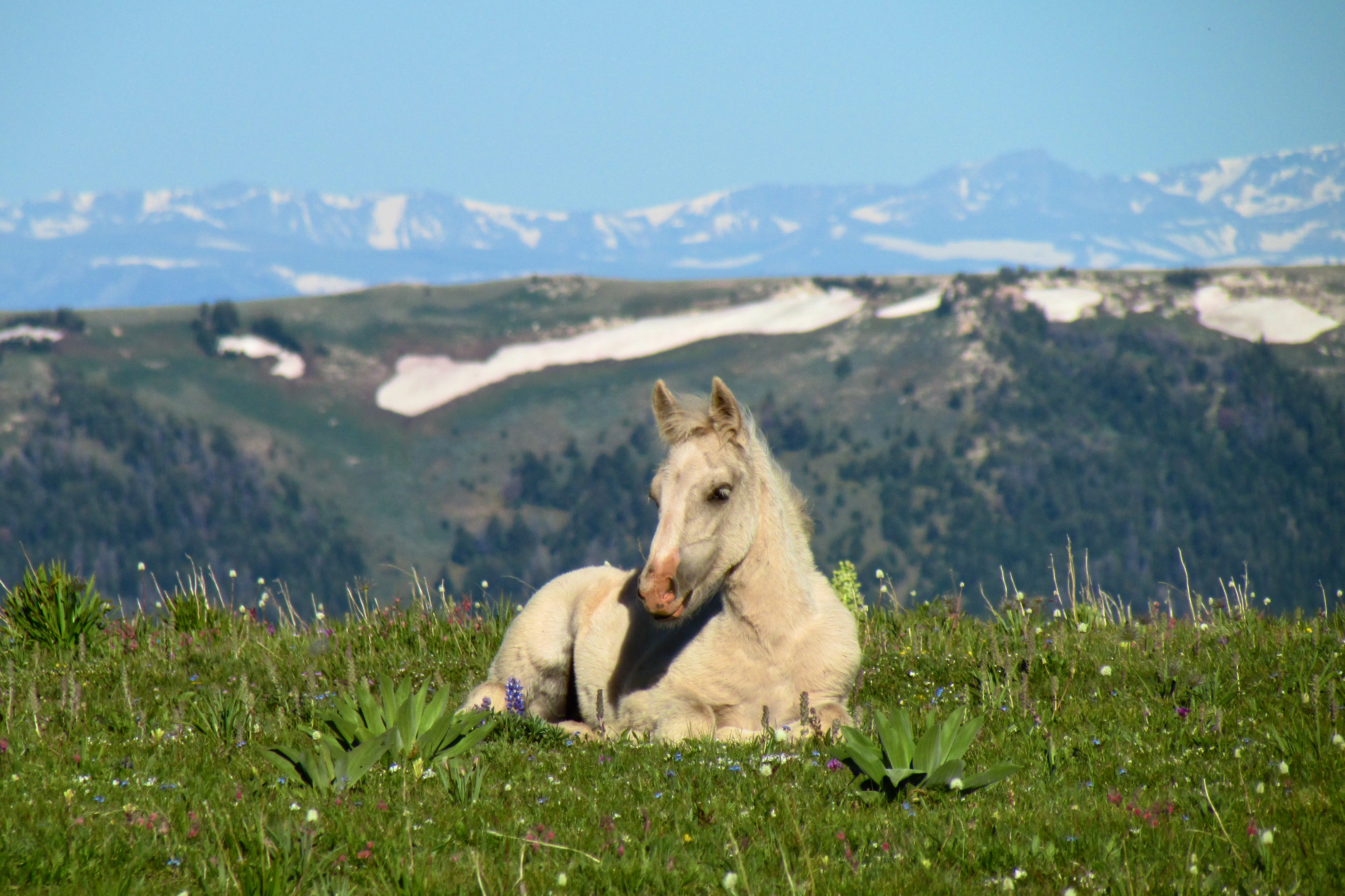 Pryor Mountain Wild Horse Range
South of Billings Montana
Photo by: Vic and Linda Hanick

hanick1