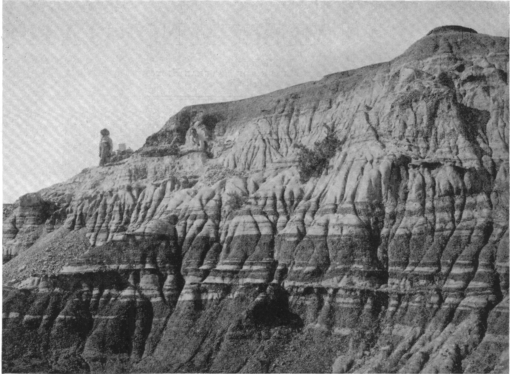 Fig. 1. Collecting of Styracosaurus parksi, new species, from the typical variegated sandstone, sands, and clay of the Belly River formation. Right bank of Middle Fork of Sand Creek, approximately 250 feet above the Red Deer River, 12 miles below Steveville, Alberta, Canada.