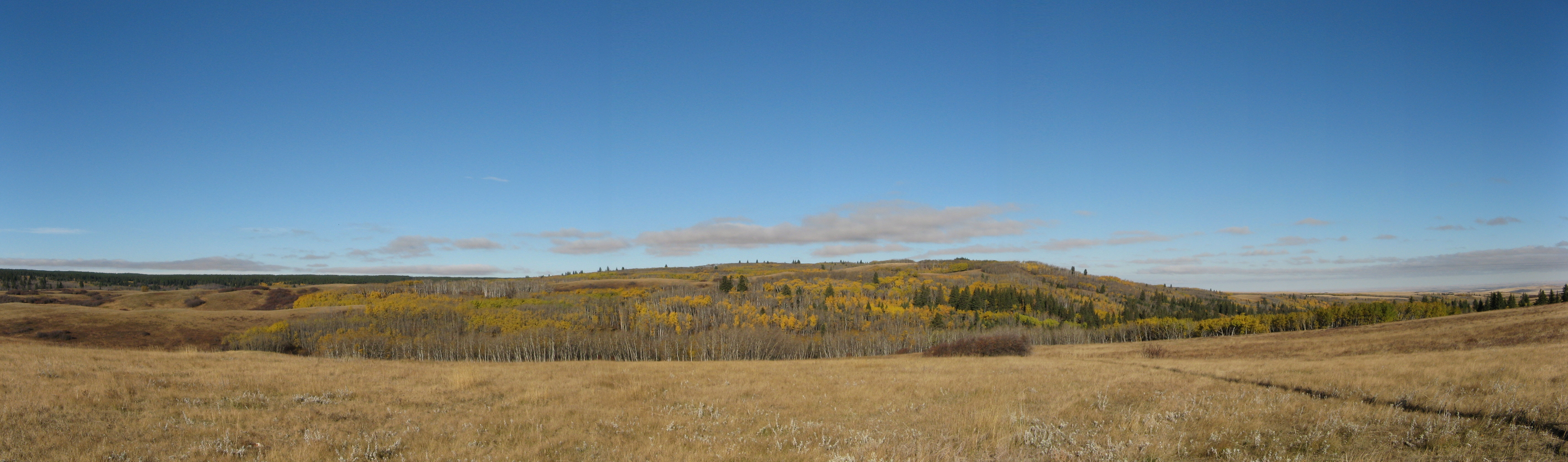 Cypress Hills, Alberta/Saskatchewan, Canada