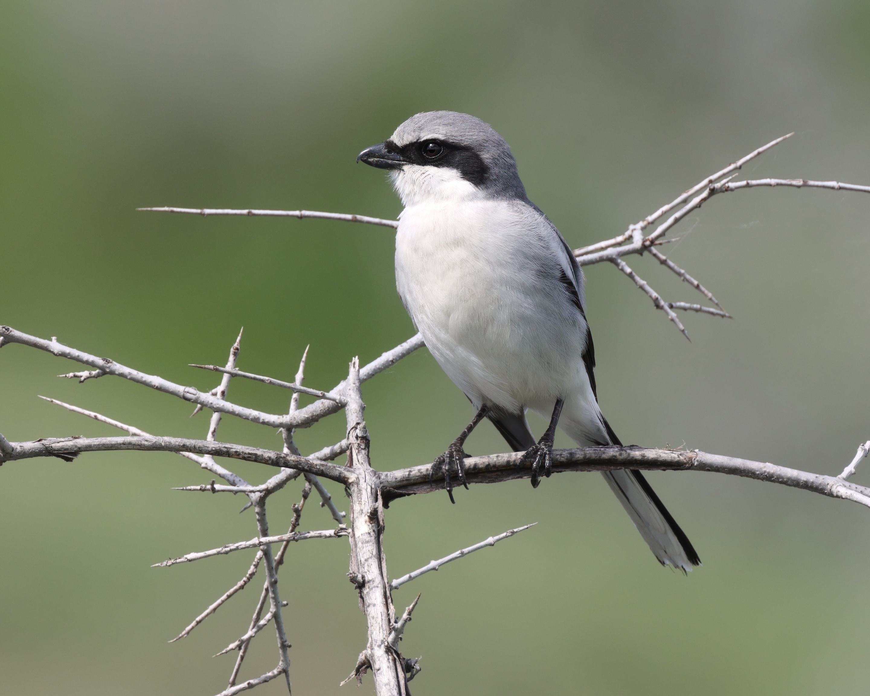 Loggerhead shrike (Lanius ludovicianus), Grasslands National Park, Saskatchewan, Canada