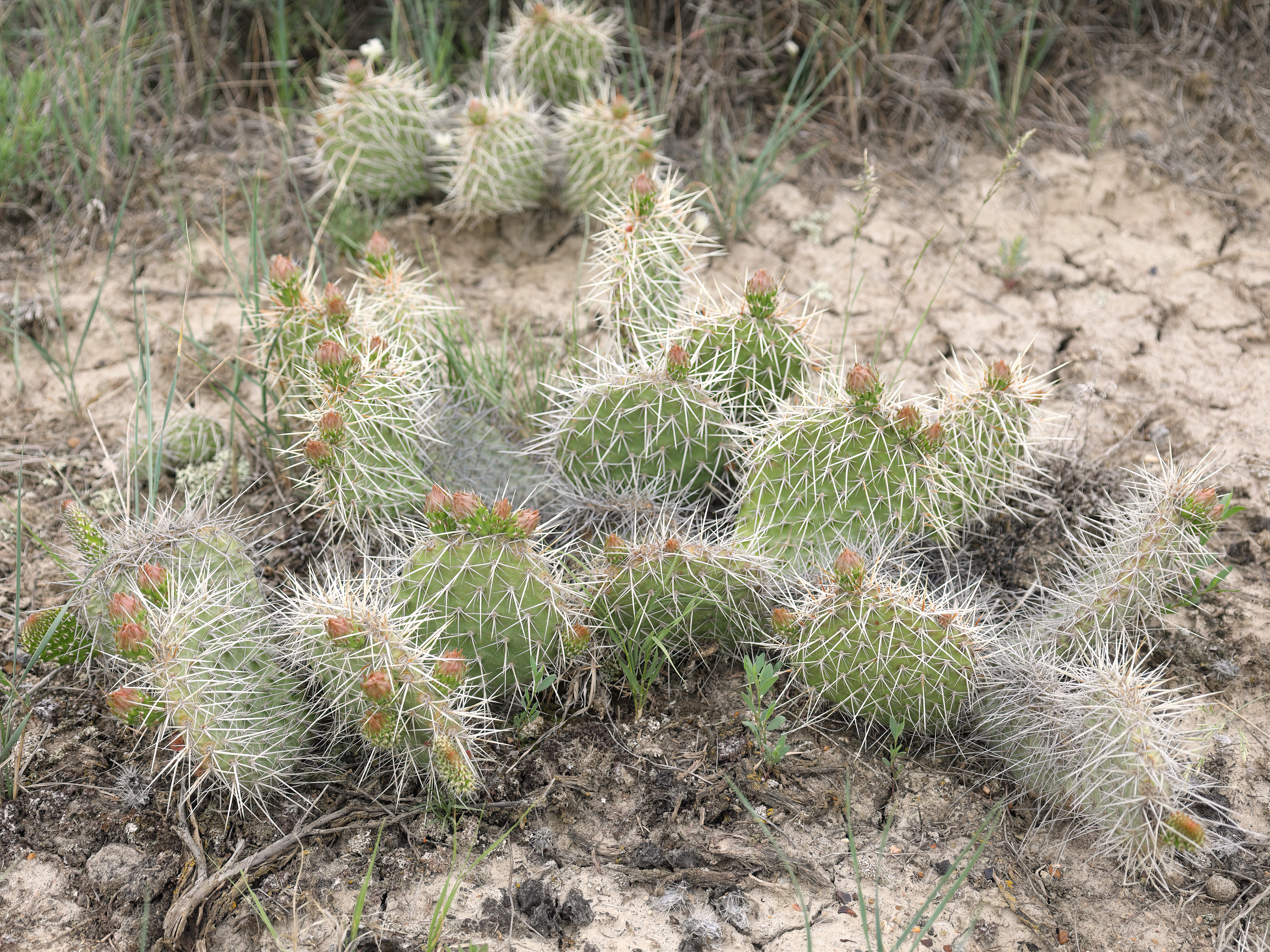 Plains prickly-pear cactus (Opuntia polyacantha polyacantha), Grasslands National Park, Saskatchewan, Canada