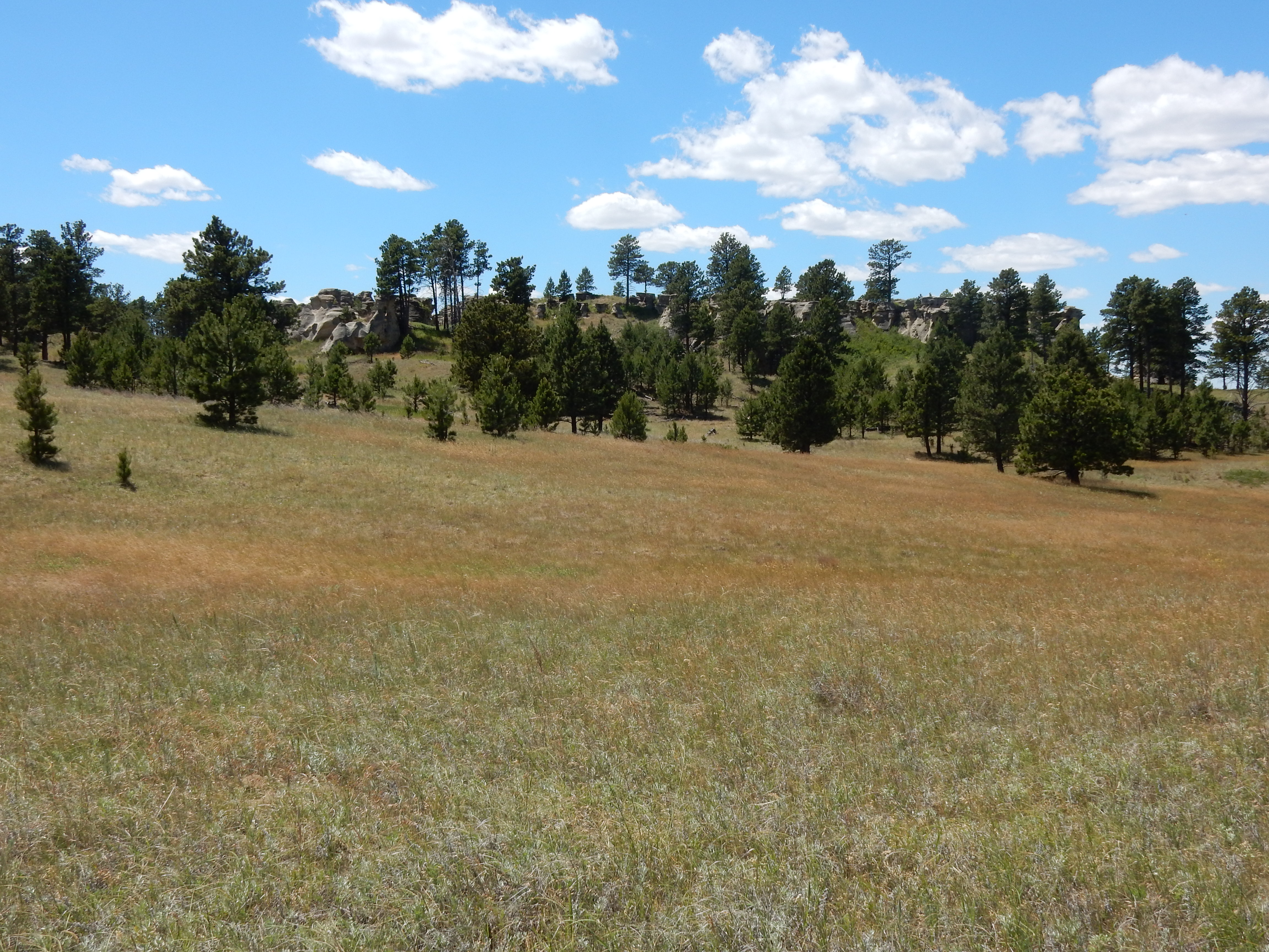 Stipa comata var. comata, needle and thread grass, co-dominates the grasslands around Medicine Rocks State Park, along with other native grasses such as Andropogon scoparius (little bluestem) and Koeleria macrantha (prairie Junegrass), but also the exotic Poa pratensis (Kentucky bluegrass).