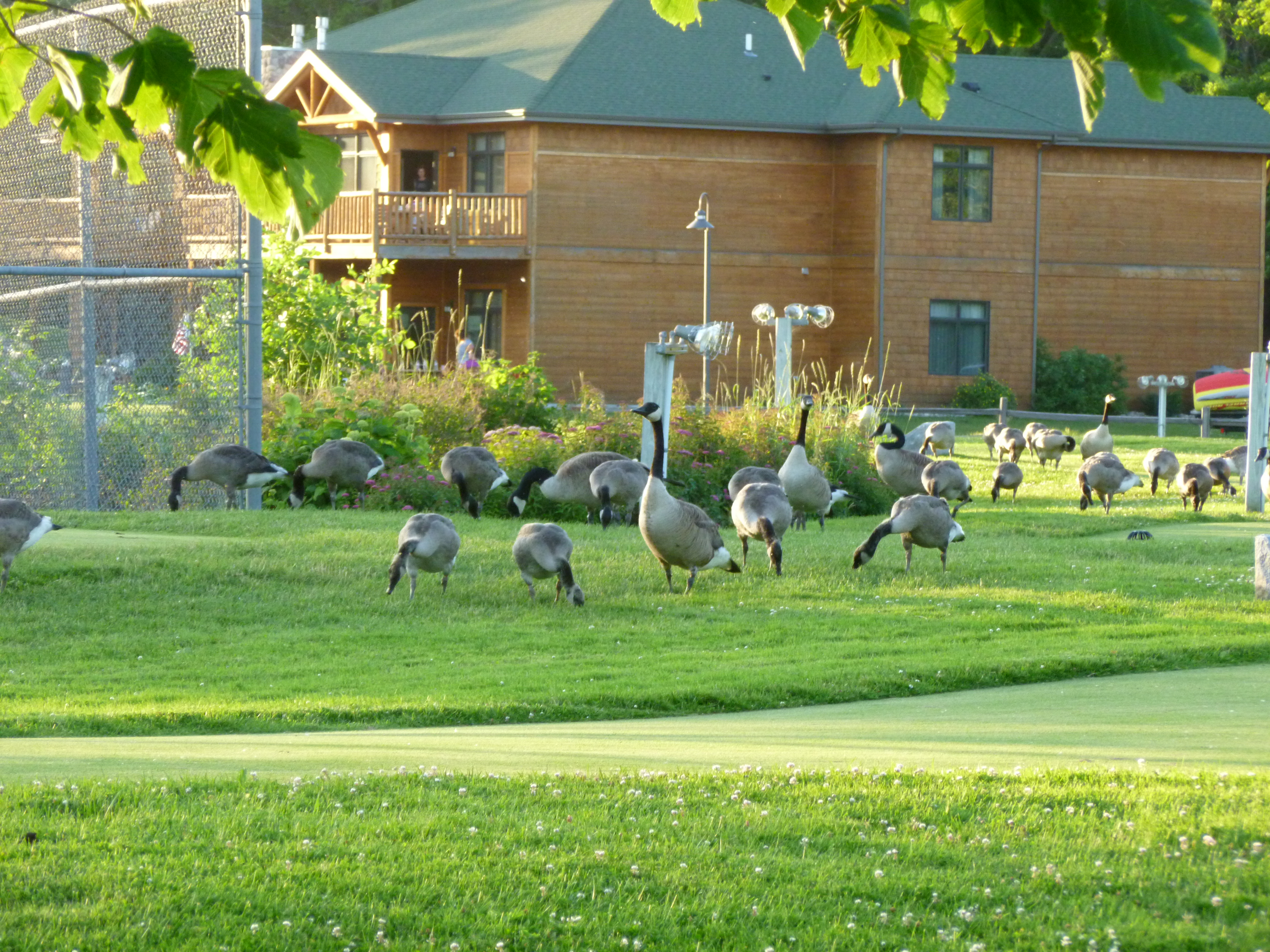 Patos del lago Carlos en Alexandria Minnesota