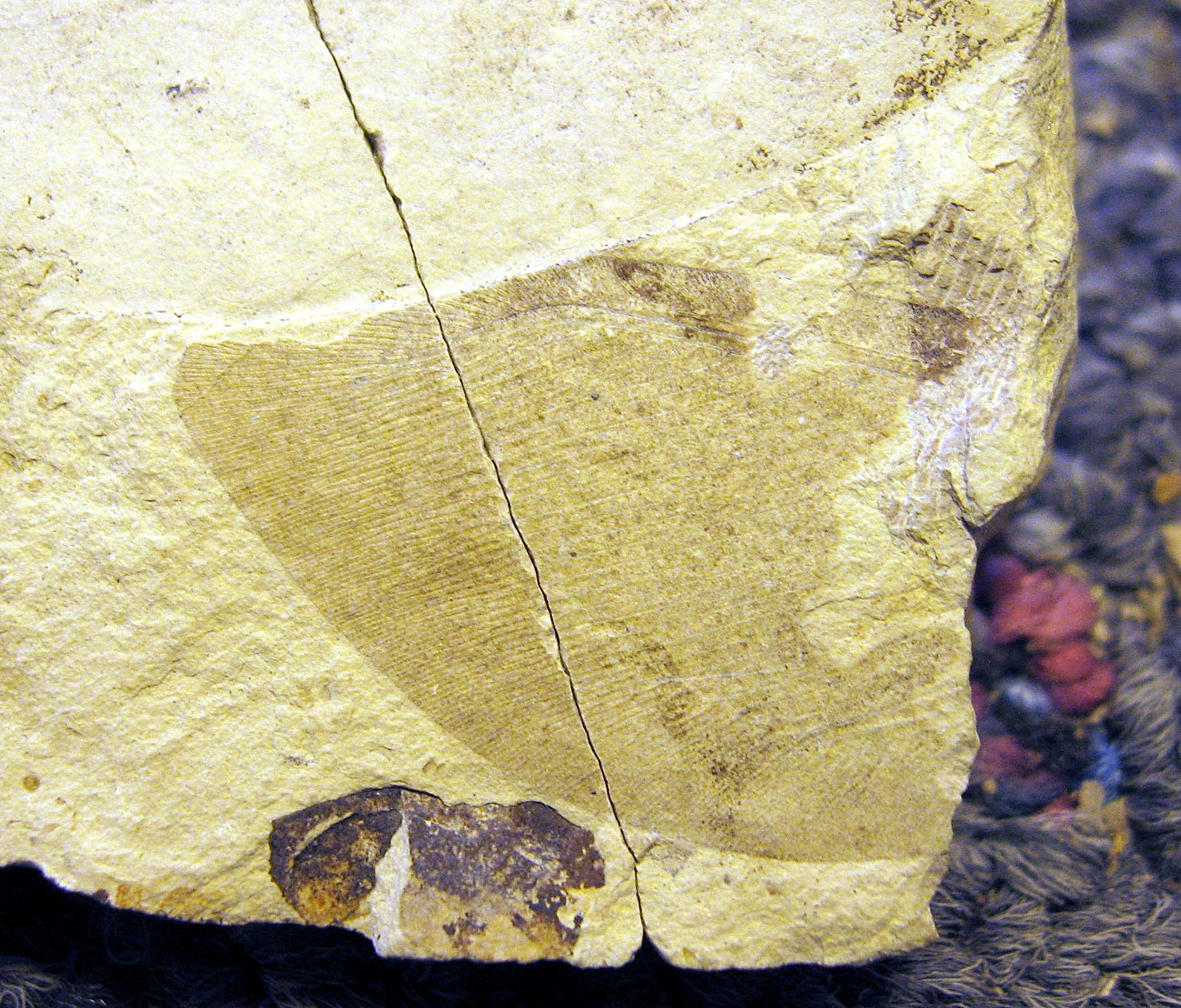 Polystoechotites lewisi Holotype Counterpart, the part is housed at St. Cloud State University. A 2.65cm wing with preserved colopatterning along the upper edge. Klondike Mountain Formation, Republic, Ferry County, Washington, USA, Eocene, Ypresian, 49million years old. Stonerose Interpretive Center Collection # SR 01-01-06