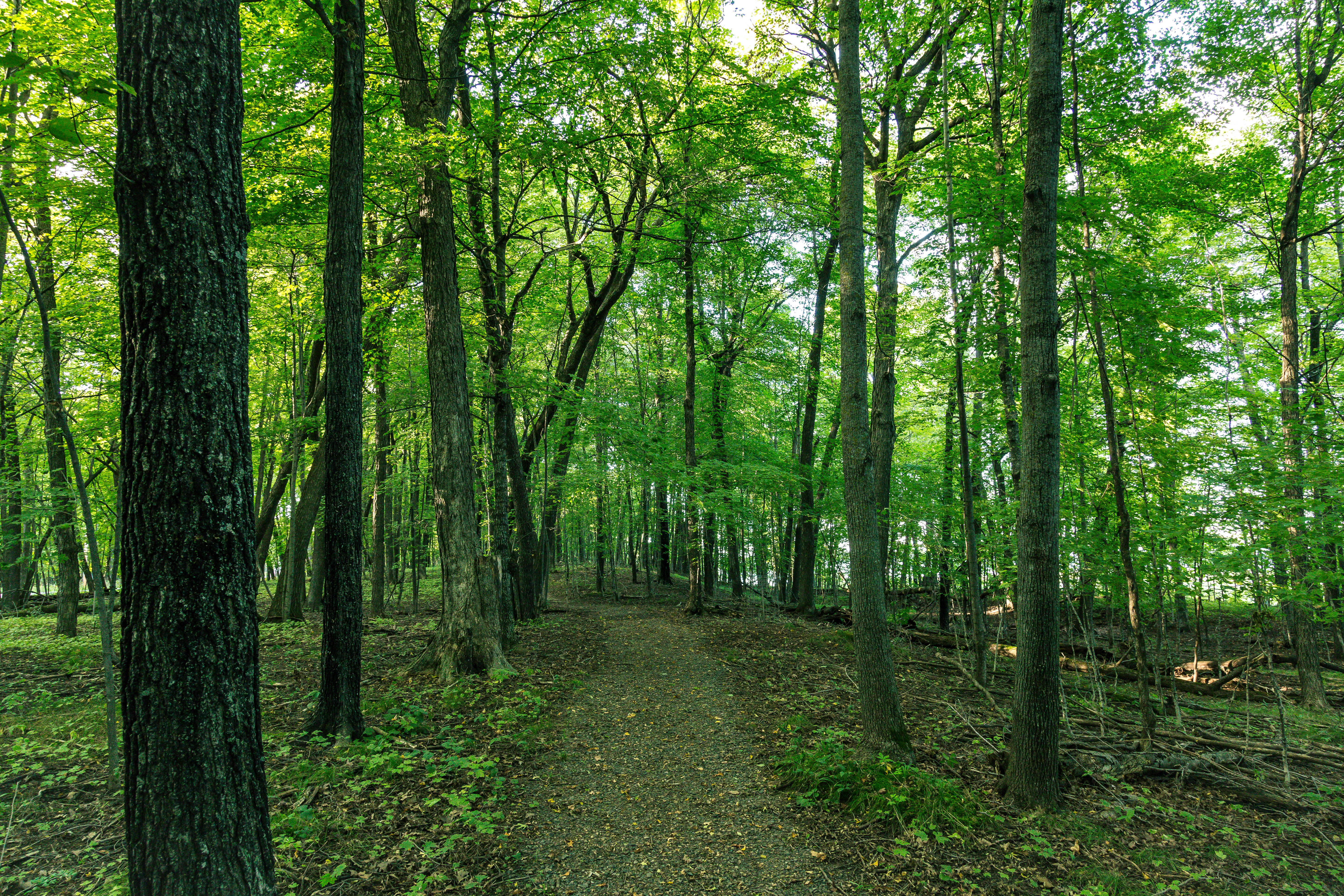 A trail in Father Hennepin State Park on Mille Lacs Lake near Isle, Minnesota.