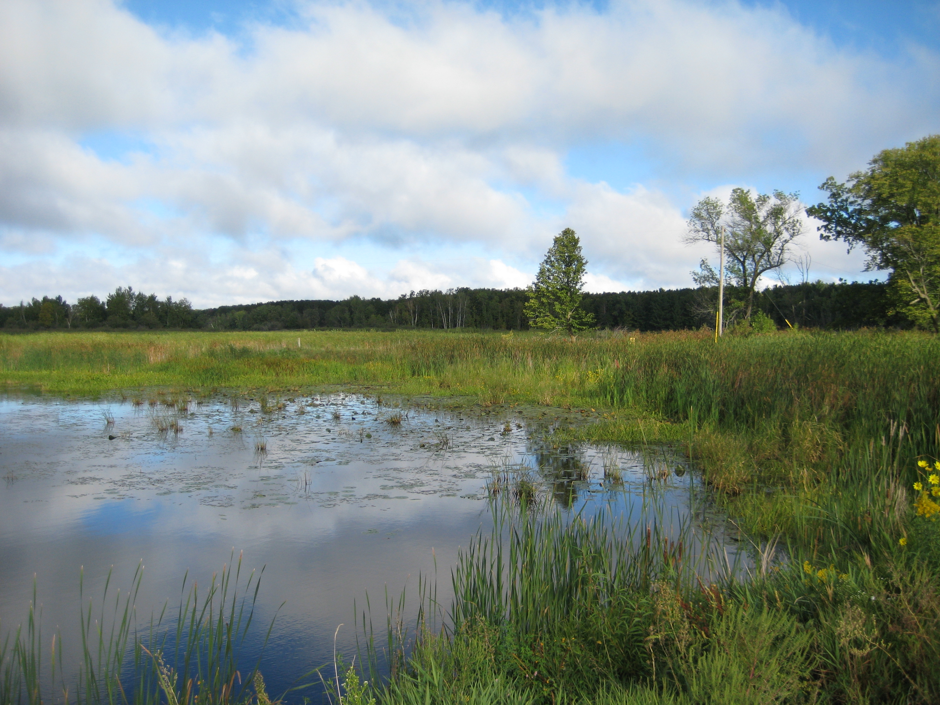 Marsh in Father Hennepin State Park