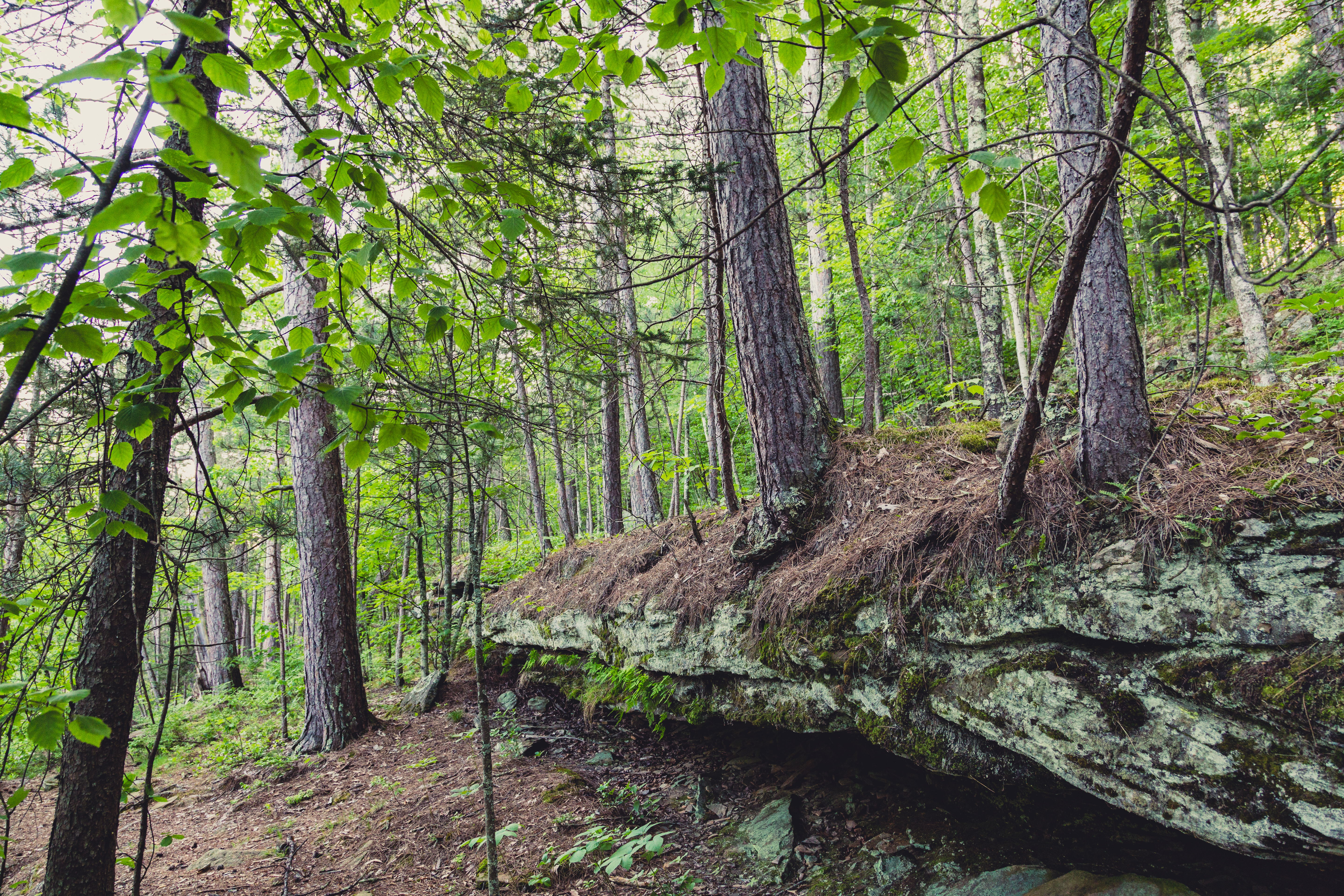 The Kettle river banks at Banning State Park, Minnesota - Quarry Loop Trail