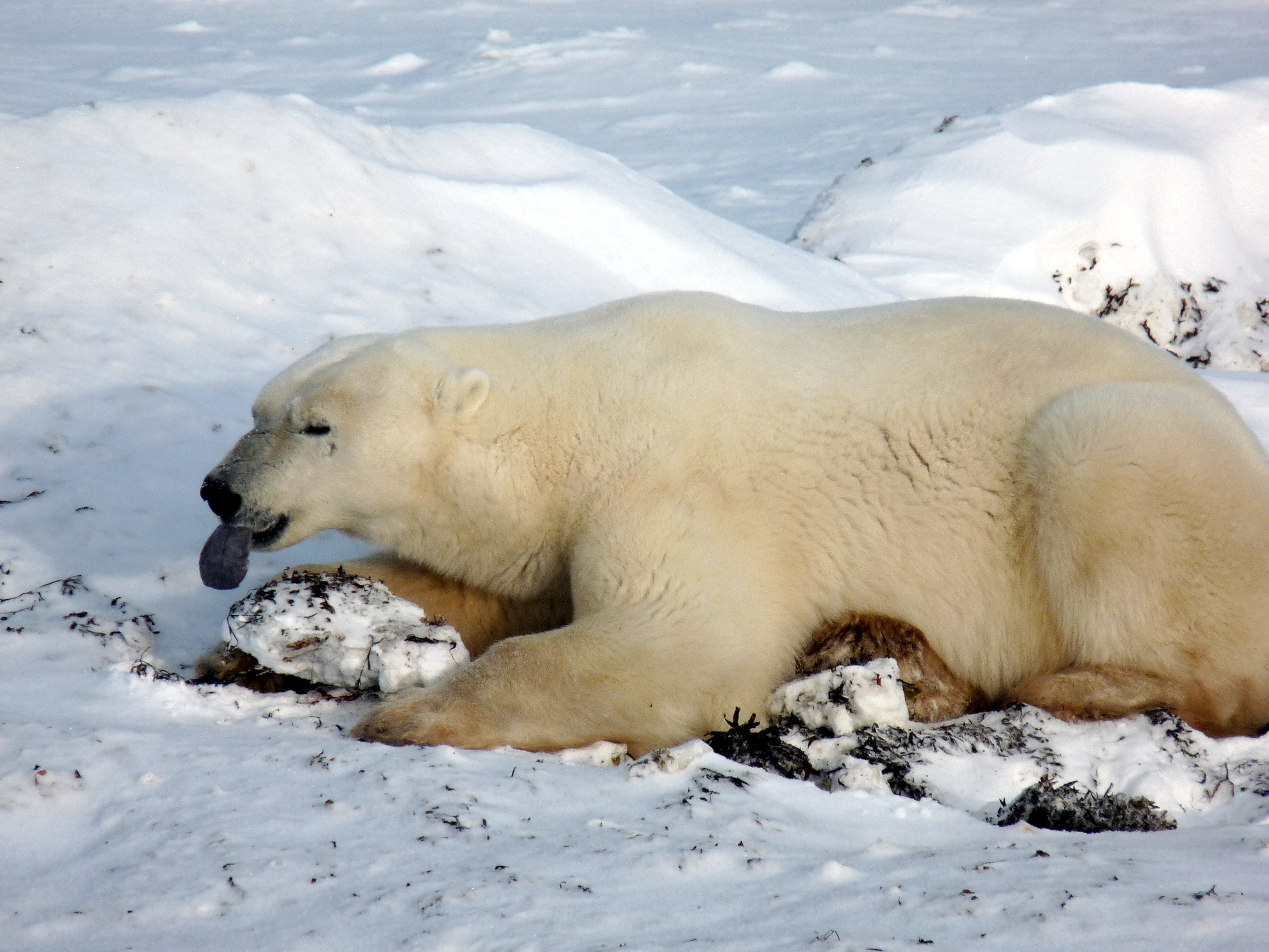 Polar bear tasting the air, West Hudson Bay Population