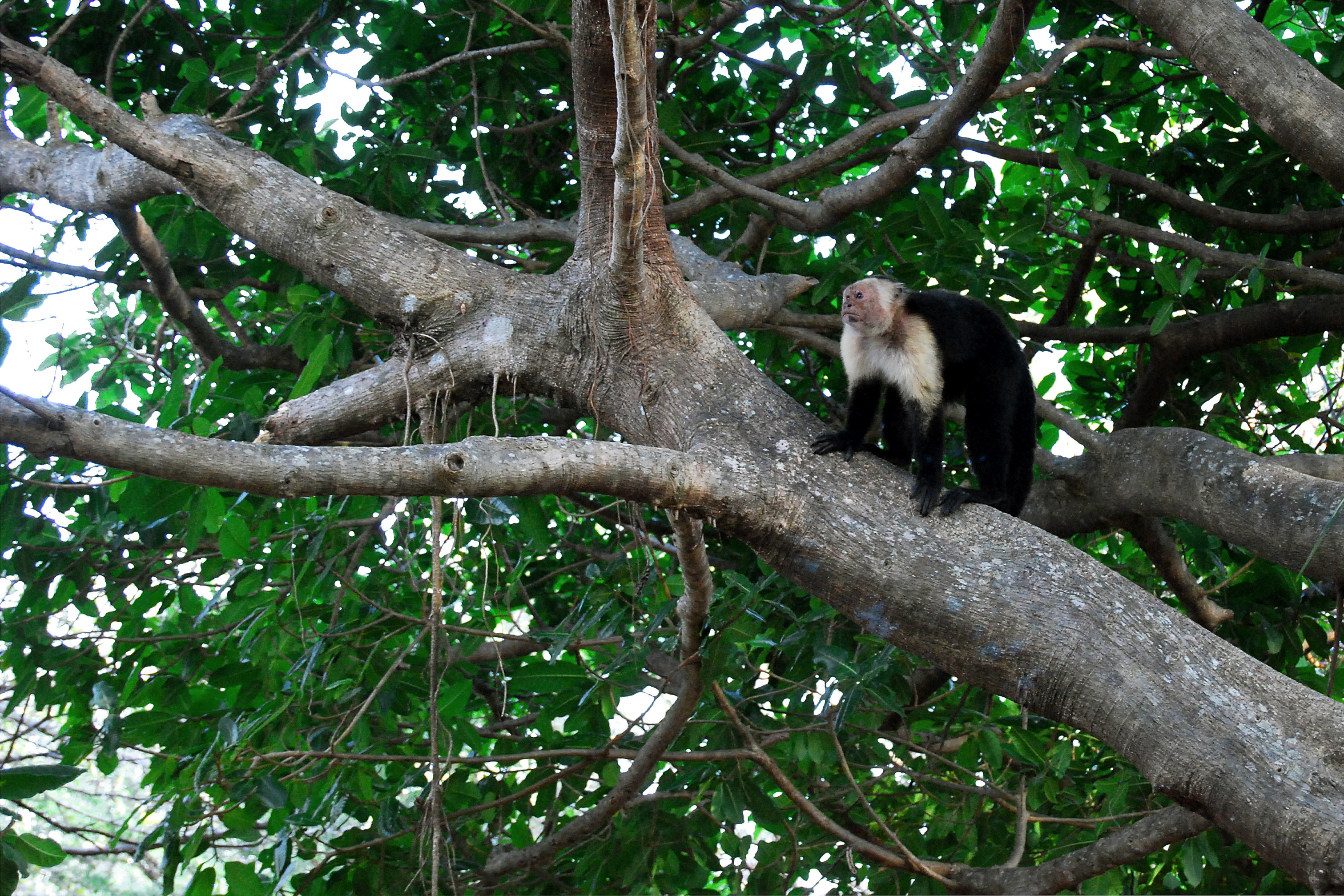 Cebus capucinus — White fronted capuchin monkey; (Cebidae).
In Santa Rosa National Park, Guanacaste Province, northwestern Costa Rica.