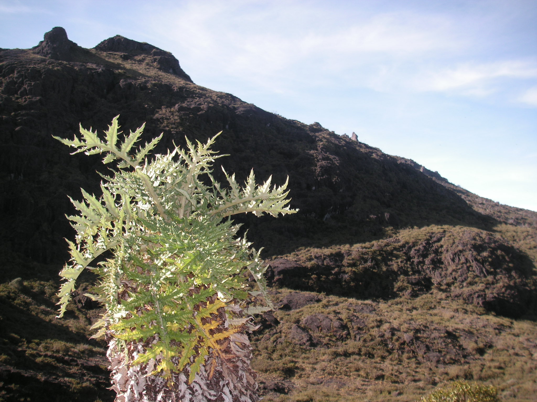Valle de los Conejos, Chirripo National Park, April 2005