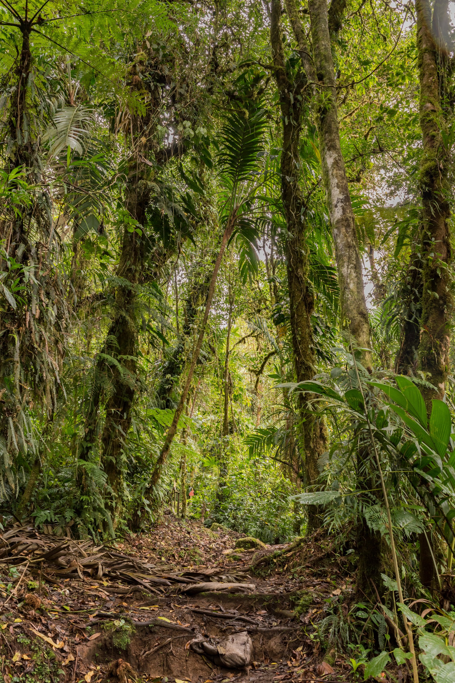 Bajo Boquete ist eine der bekanntesten Tourismusstädte Panamas.