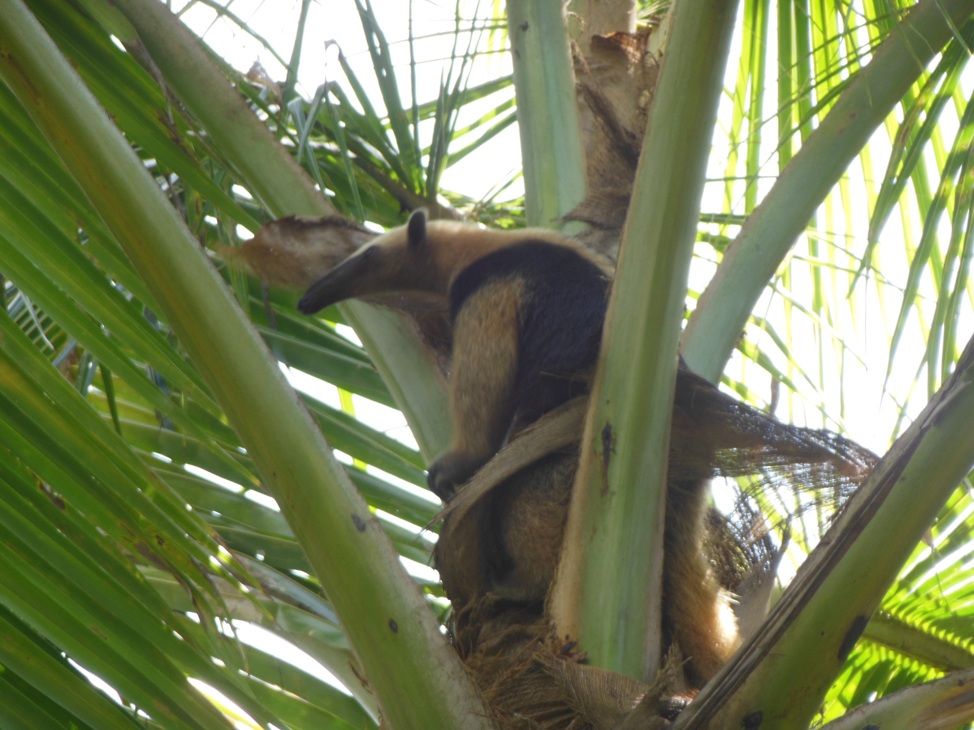 Northern Tamandua Anteater (Tamandua mexicana) in the Gandoca-Manzanillo Wildlife Refuge of Costa Rica
