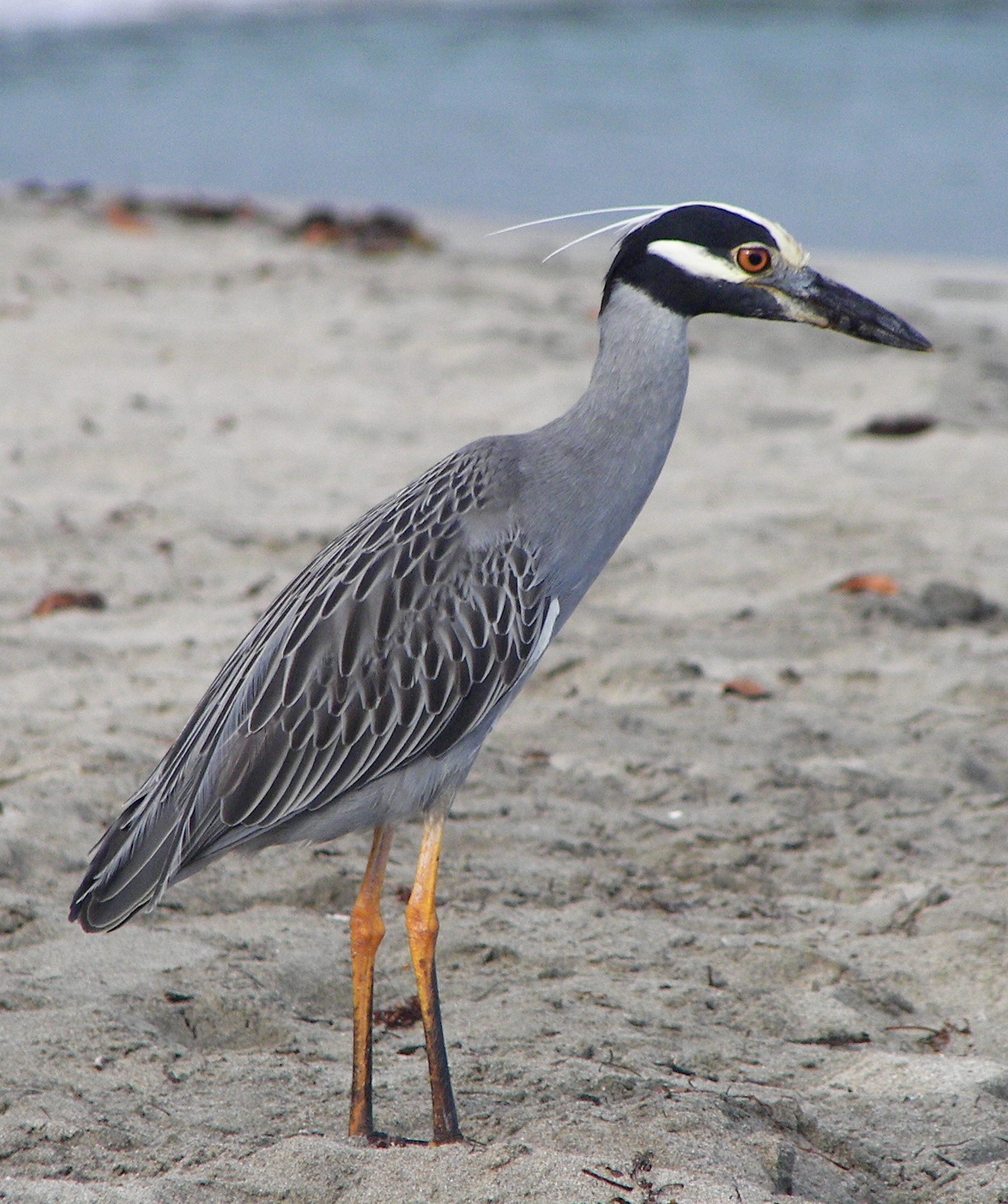 Yellow-crowned Night Heron Nycticorax violaceus in its natural environment on the Caribbean Sea Coast at the Cahuita National Park, Costa Rica