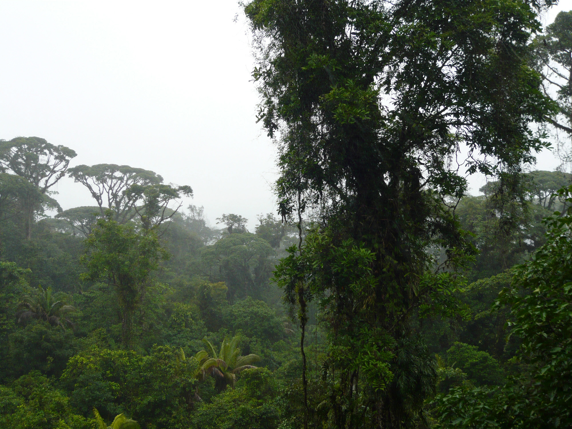 Braulio Carrillo National Park — in central Costa Rica.
Showing Talamancan montane forests, a cloud forest ecoregion in park's higher elevations.